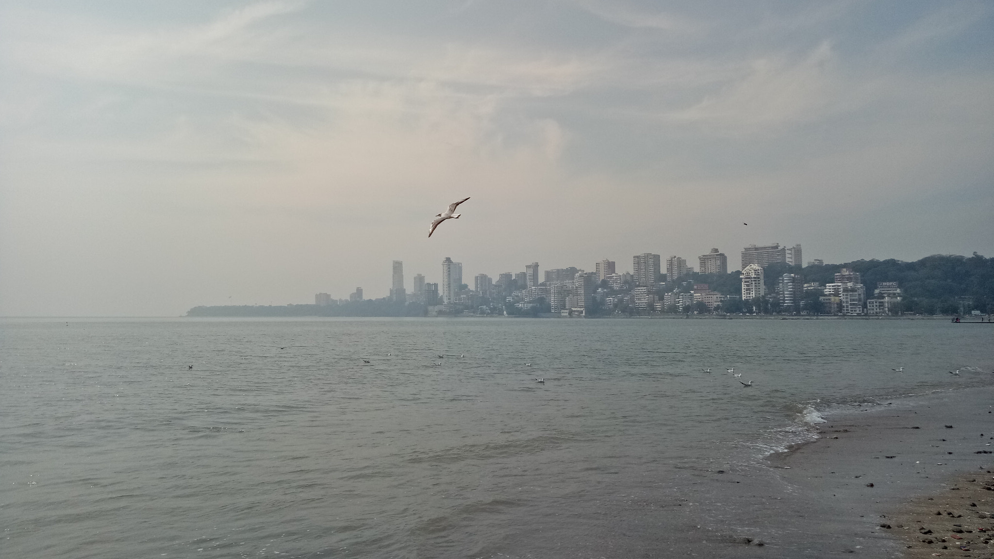 OPPO CPH1609 sample photo. Marine life photography