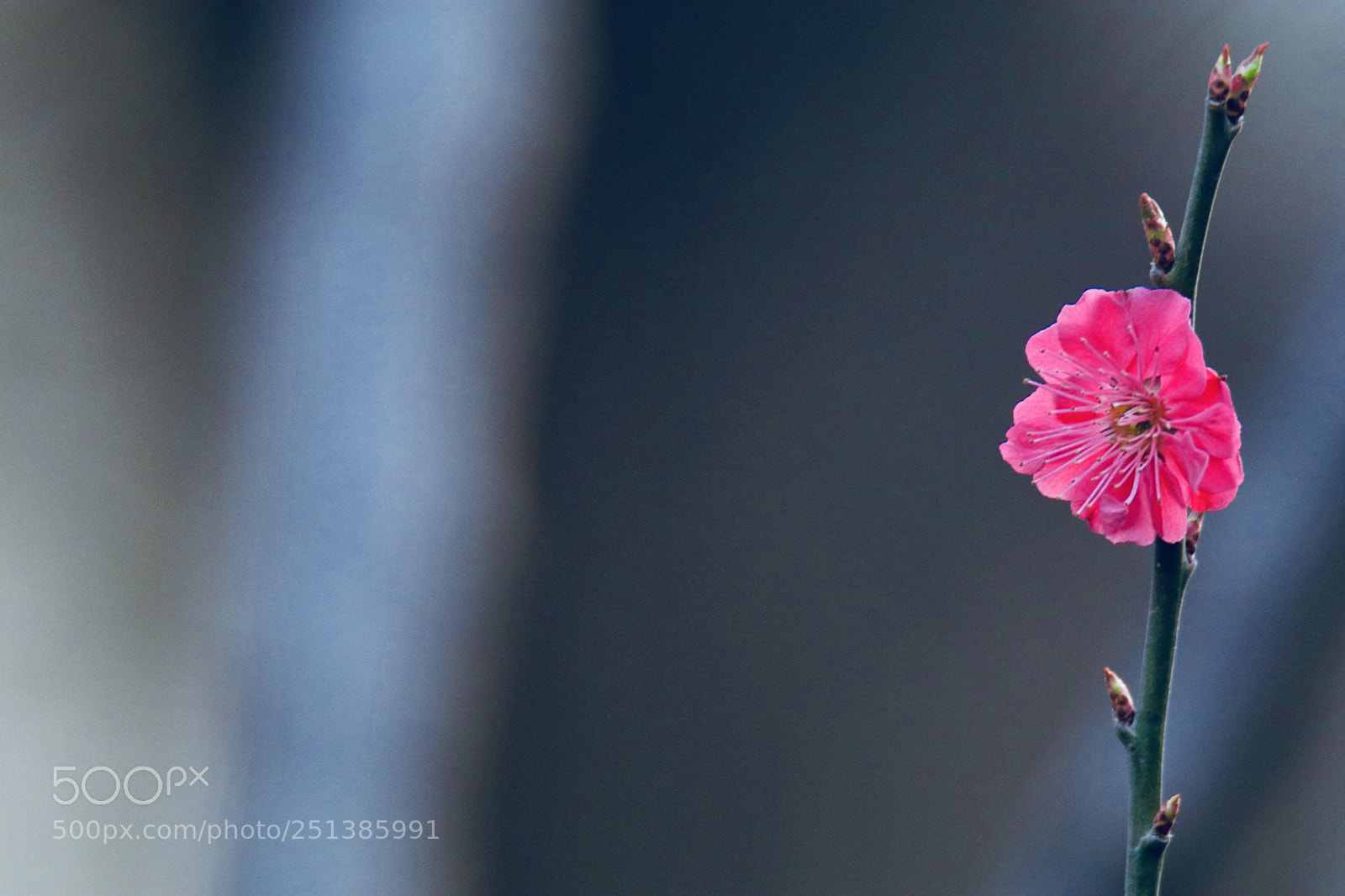 Canon EOS 80D sample photo. 花开富贵吉祥如意good luck blossoming photography