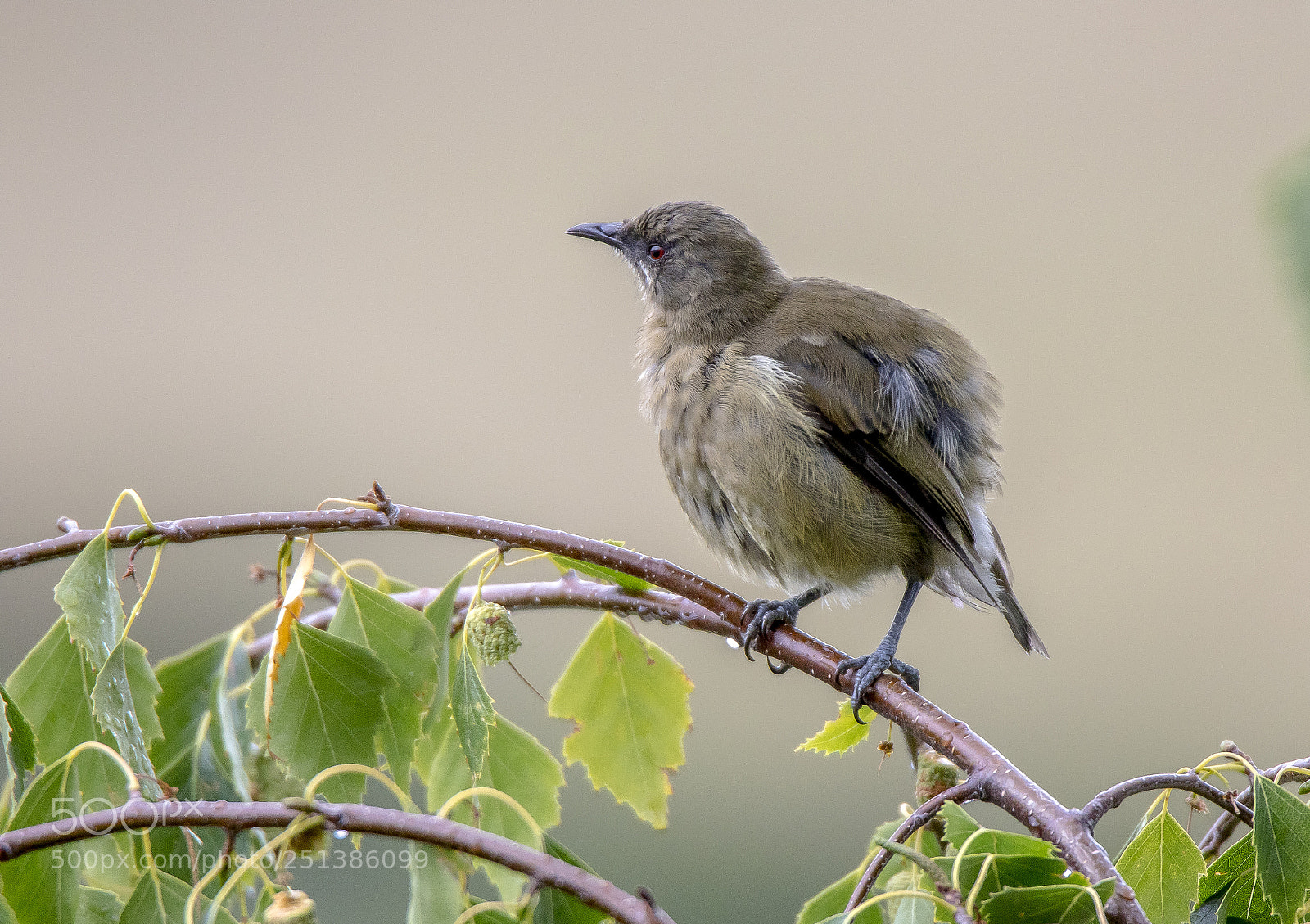 Canon EOS 7D Mark II sample photo. New zealand native bellbird photography