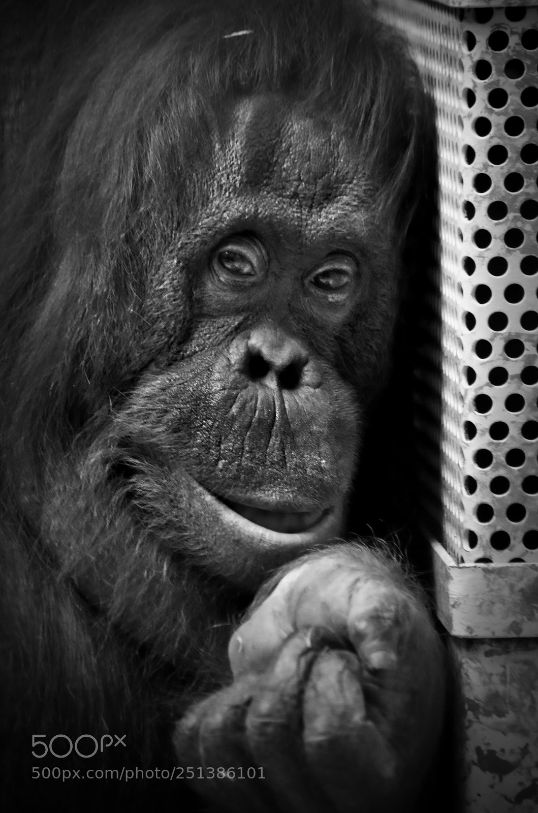 Pentax K-5 II sample photo. Sad, so sad photography