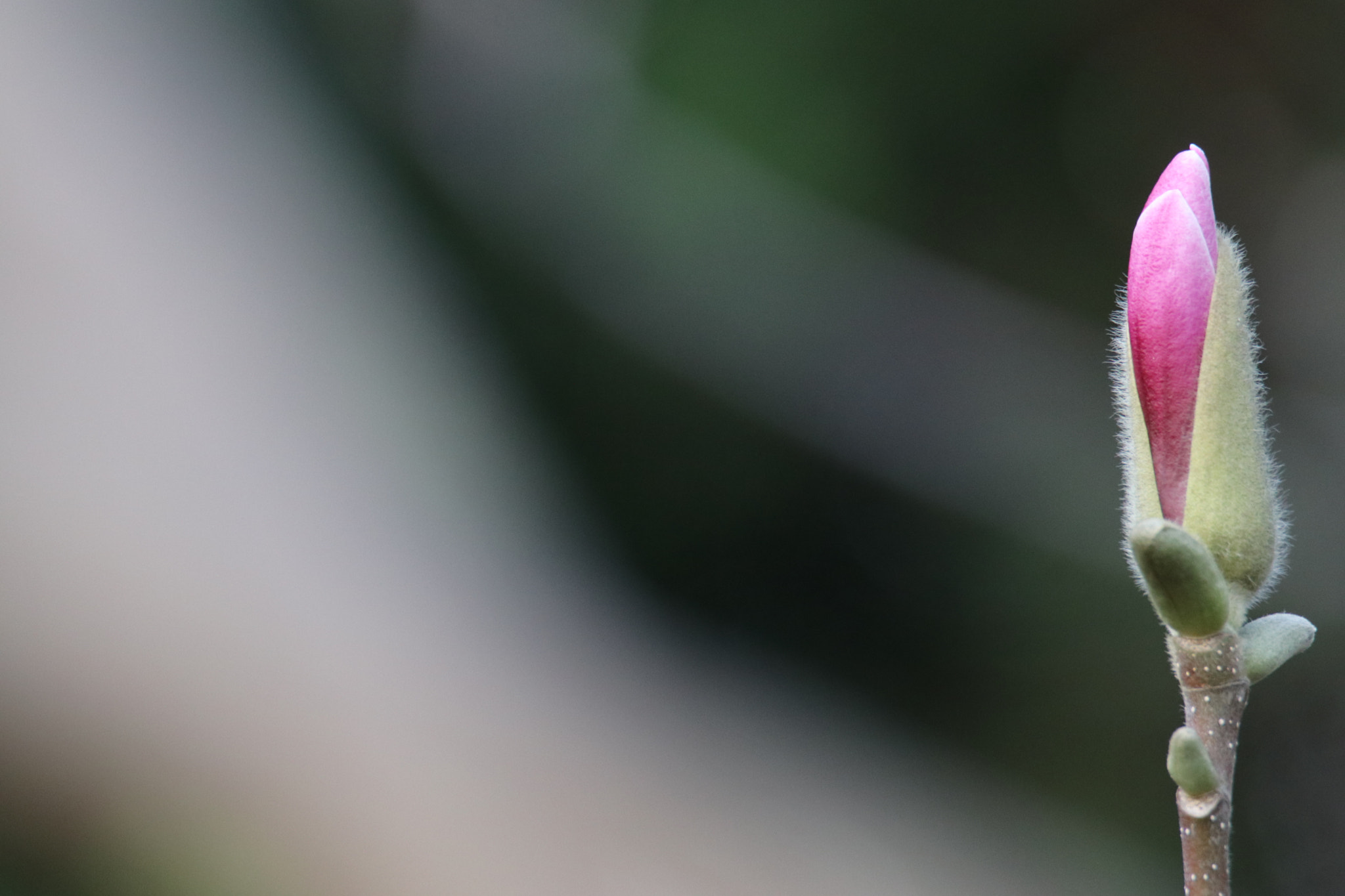 Tamron SP 150-600mm F5-6.3 Di VC USD sample photo. 含苞待放in early puberty photography