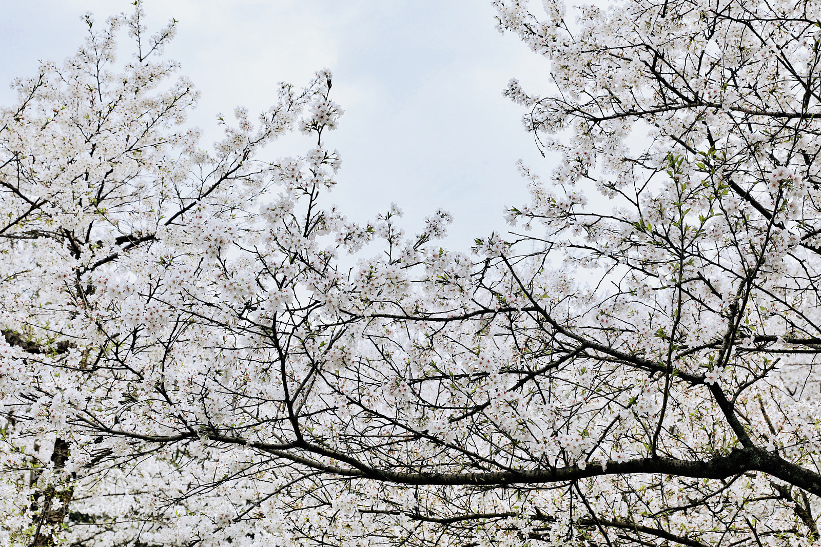 Canon EOS 5D Mark IV sample photo. 樱花 photography