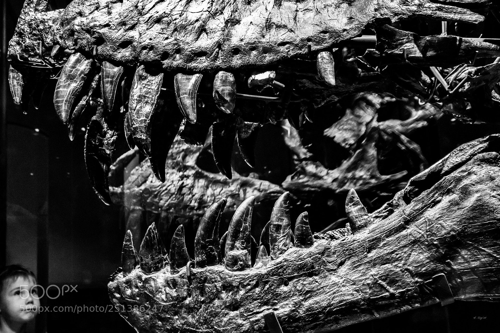 Canon EOS 6D Mark II sample photo. T rex photography