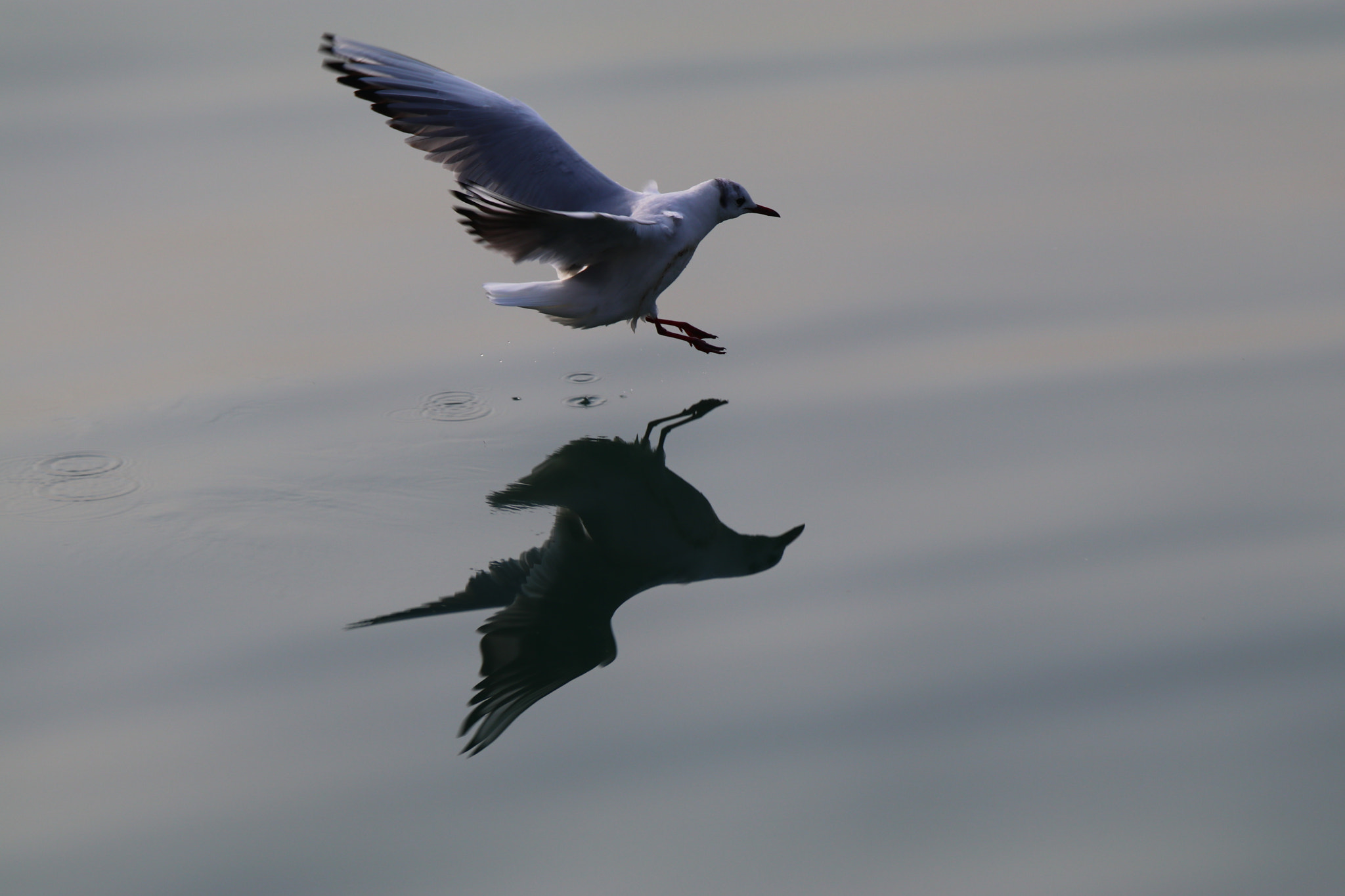 Tamron SP 150-600mm F5-6.3 Di VC USD sample photo. 降落a perfect landing photography