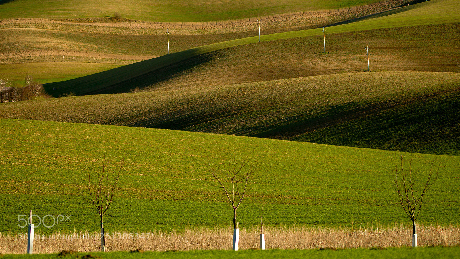 Nikon D7000 sample photo. Spring shadows photography