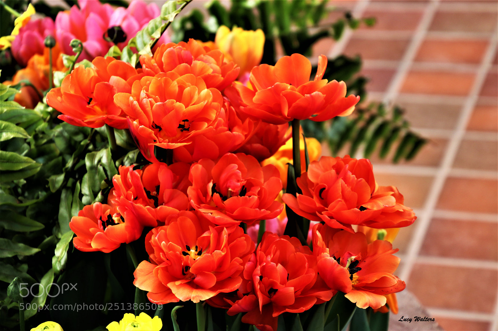 Canon EOS 80D sample photo. Flower garden photography