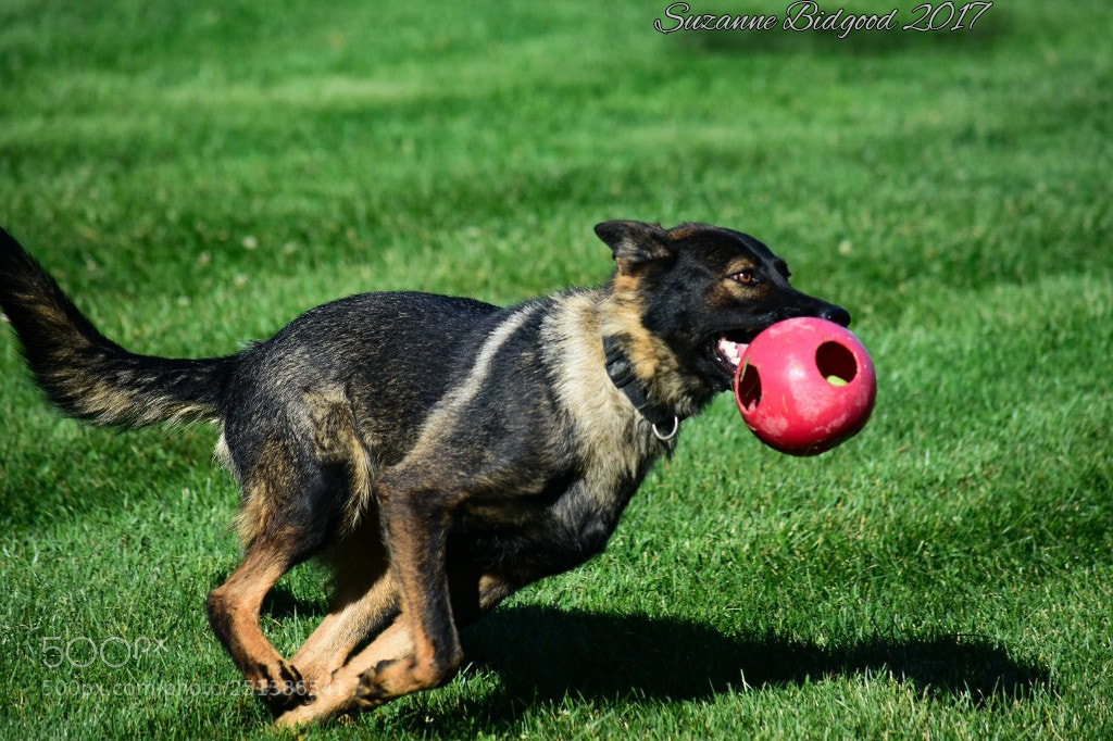 Nikon D7200 sample photo. My girl mila photography
