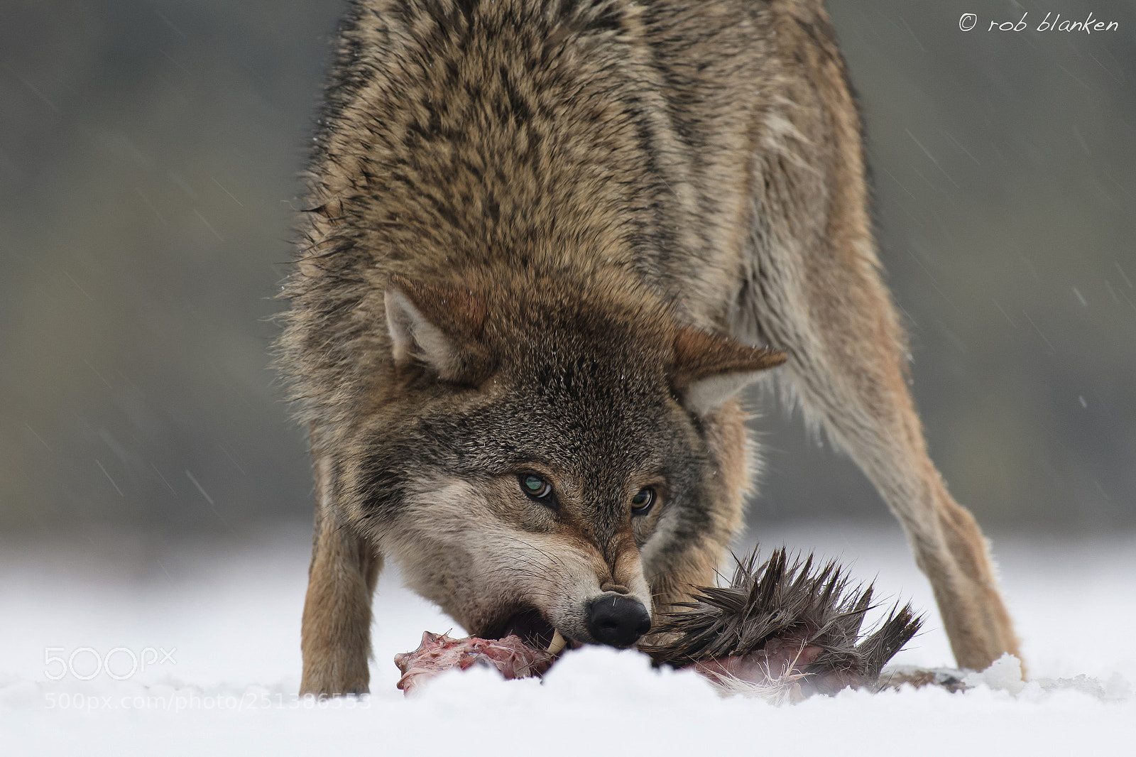 Nikon D850 sample photo. Gray wolf (5) photography