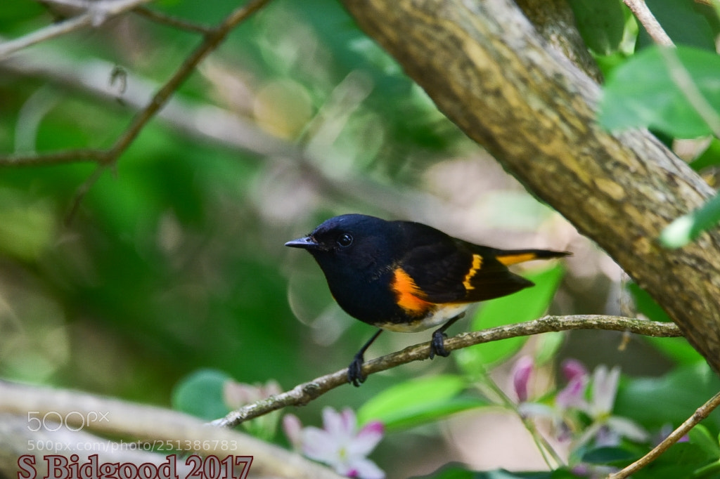 Nikon D5500 sample photo. Male american redstart photography
