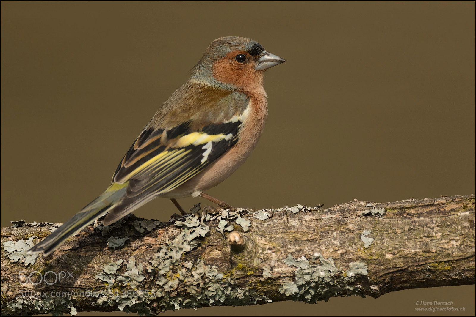 Nikon D850 sample photo. Common chaffinch photography