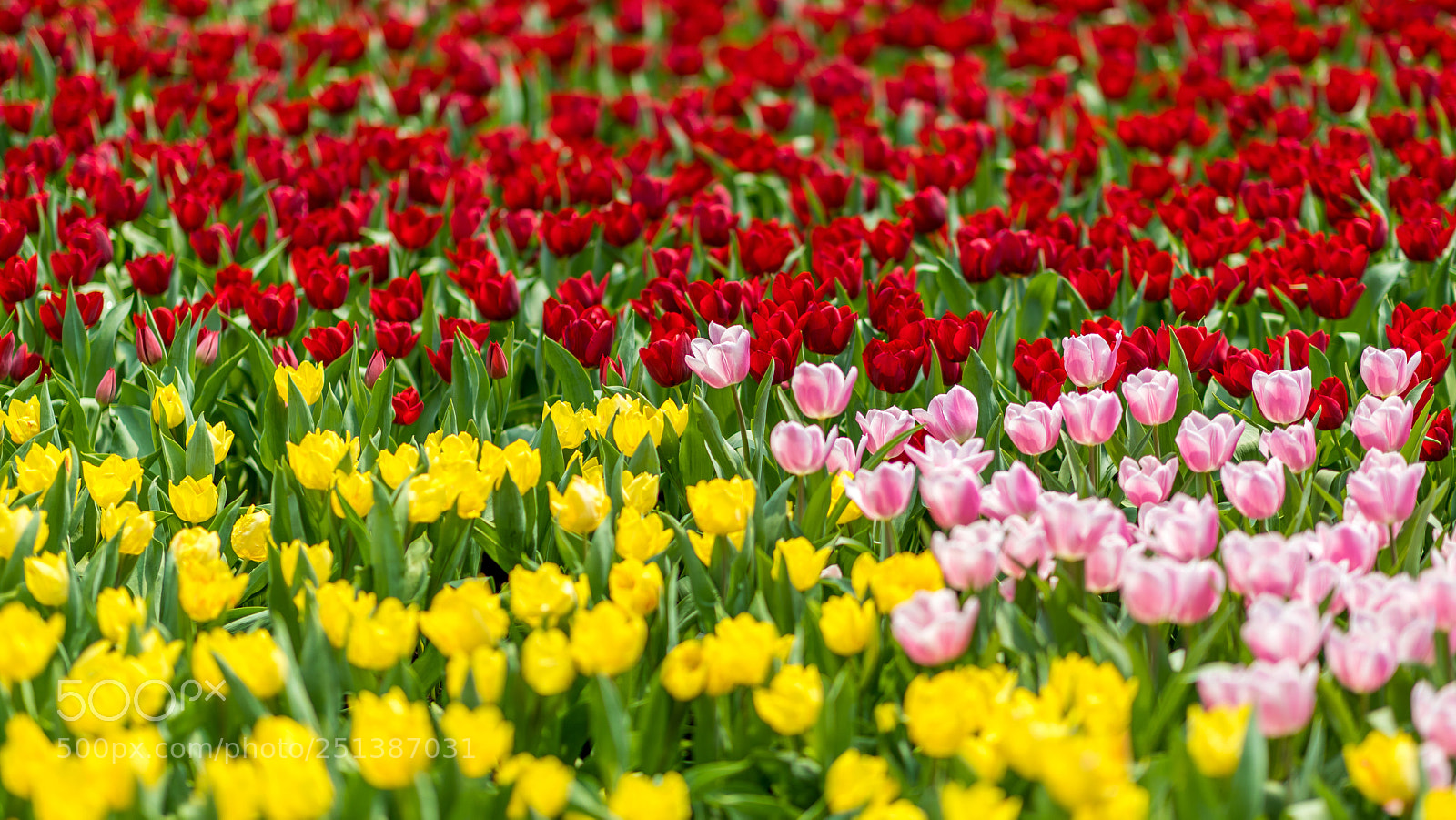 Canon EOS 5D Mark IV sample photo. Spring blossom photography