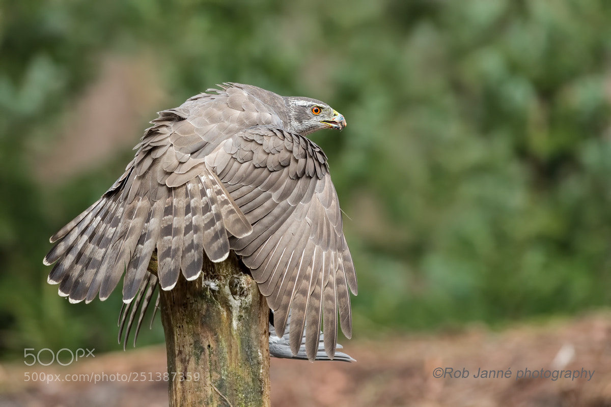 Nikon D4S sample photo. Northern goshawk photography