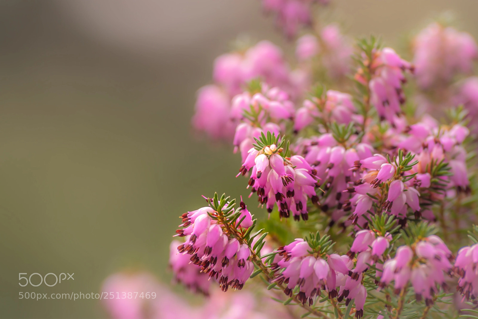 Pentax K-1 sample photo. Winterheide | erica carnea photography