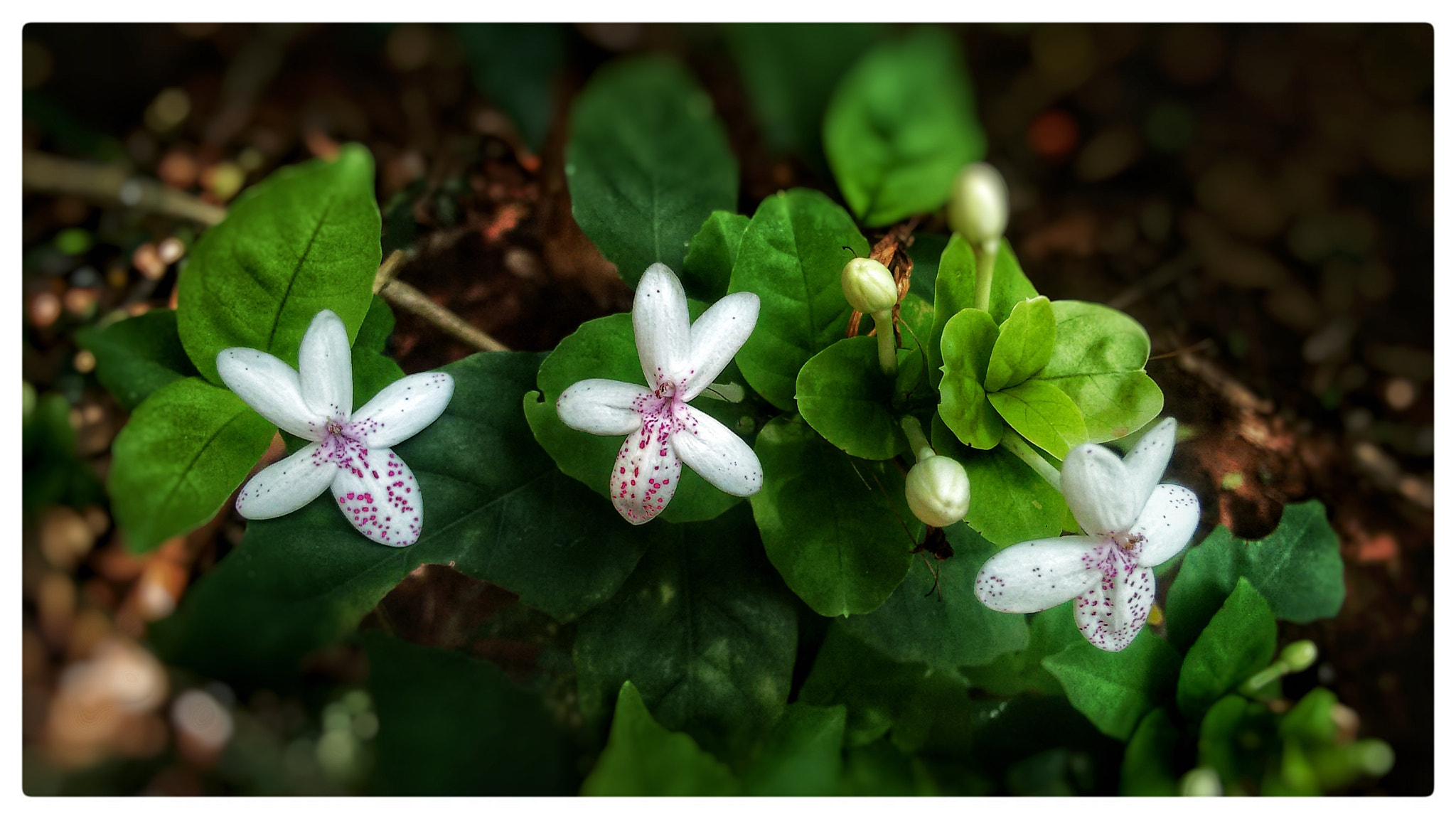 Motorola Moto G (2nd Gen) sample photo. White flower photography
