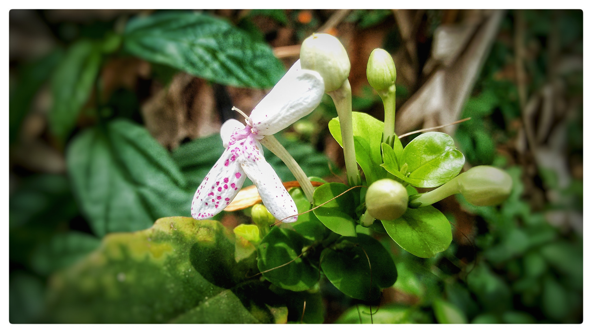 Motorola Moto G (2nd Gen) sample photo. White flowers photography