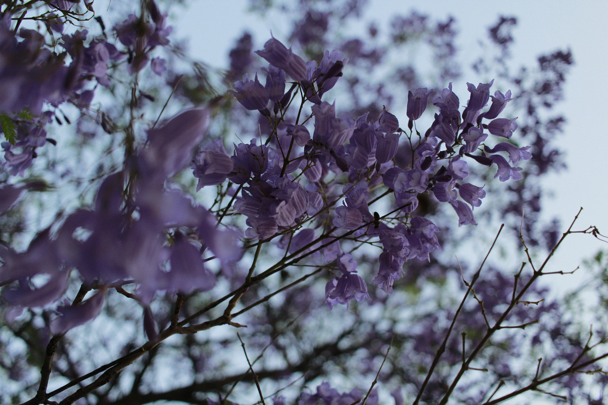 Canon EF-S 24mm F2.8 STM sample photo. Púrpura photography
