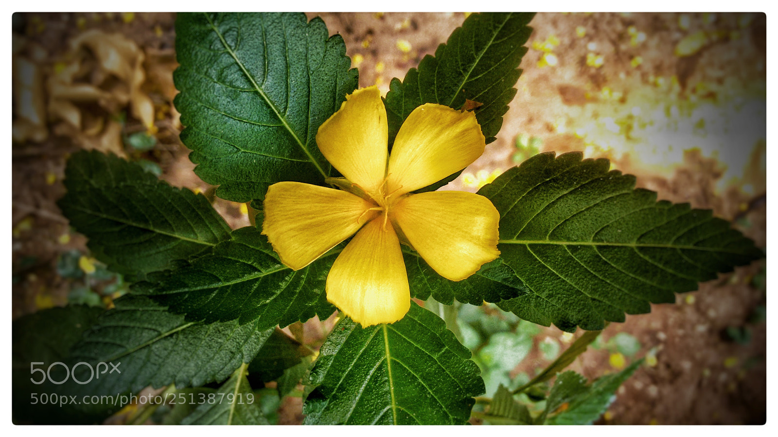 Motorola Moto G (2nd Gen) sample photo. Yellow queen photography