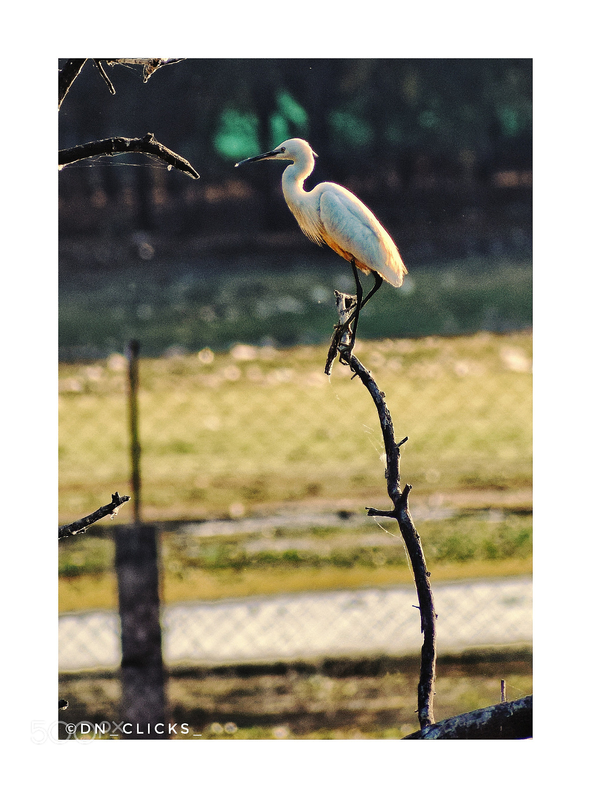 Nikon D3300 sample photo. Great egret photography