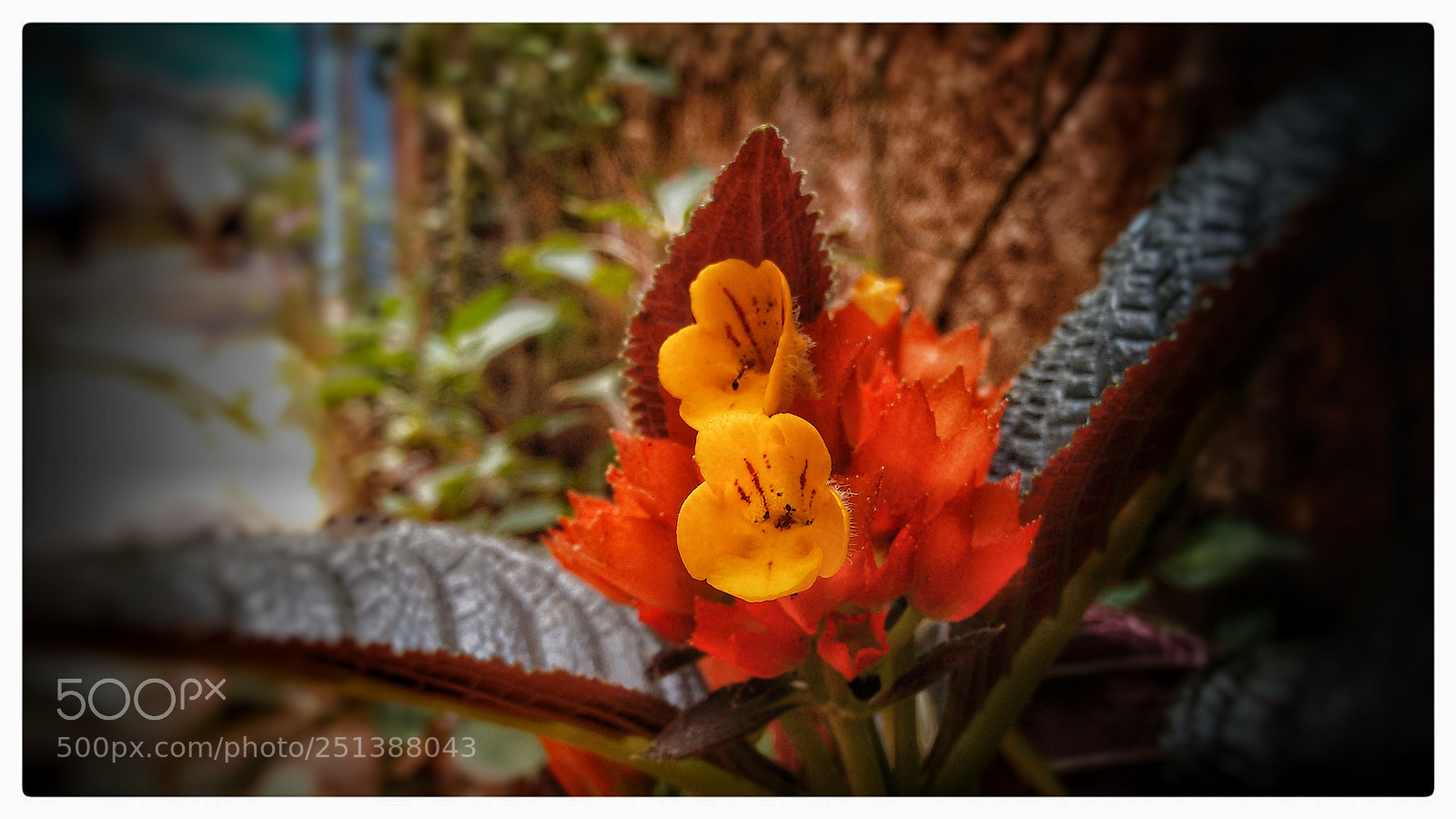 Motorola Moto G (2nd Gen) sample photo. Flowers photography