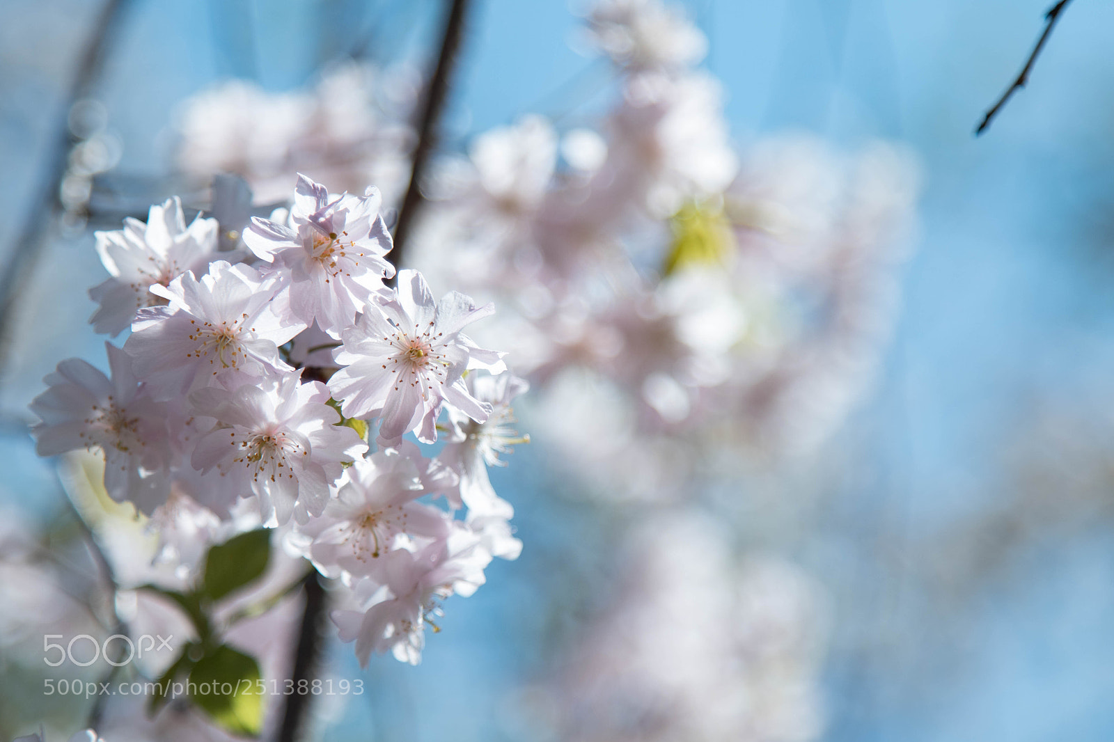 Canon EOS 7D Mark II sample photo. Japan cherry blossom photography