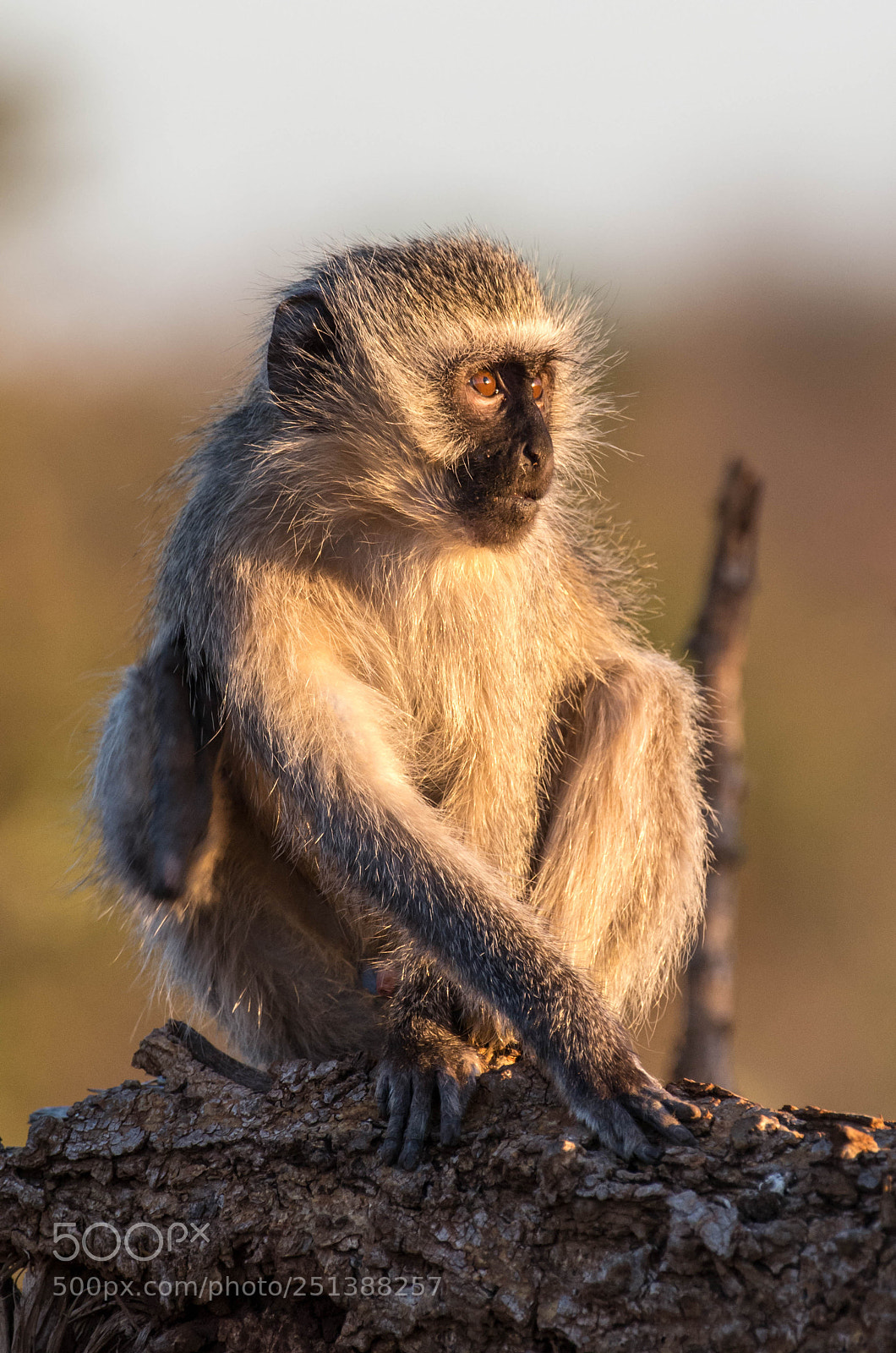 Pentax K-5 II sample photo. Vervet monkey photography
