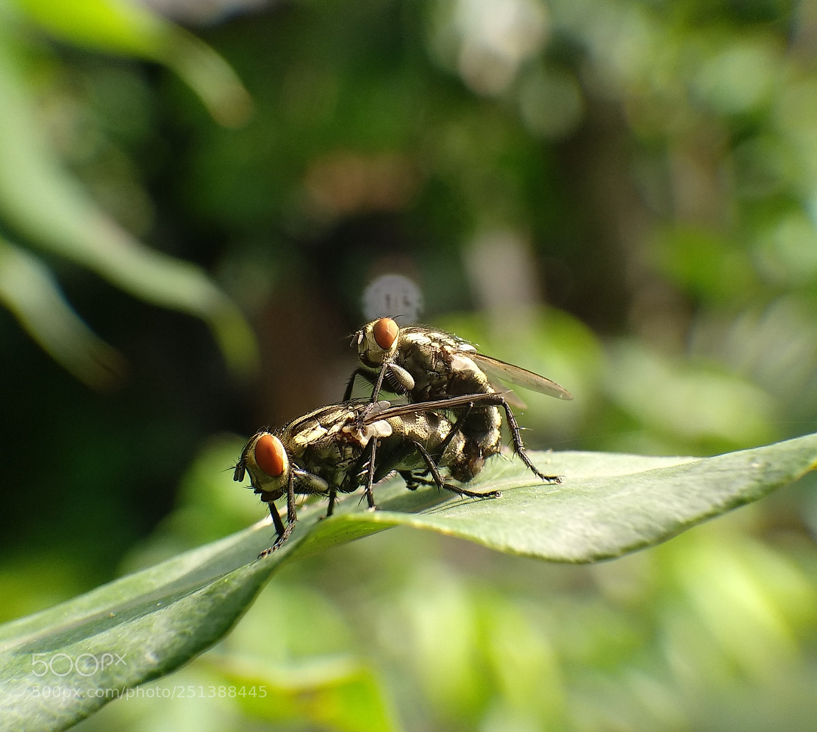 Xiaomi MI MAX 2 sample photo. Untitled photography