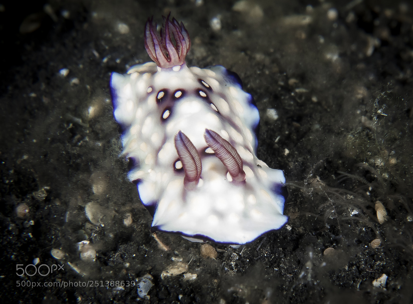 Canon EOS 5D Mark IV sample photo. Chromodoris hintuanensis photography