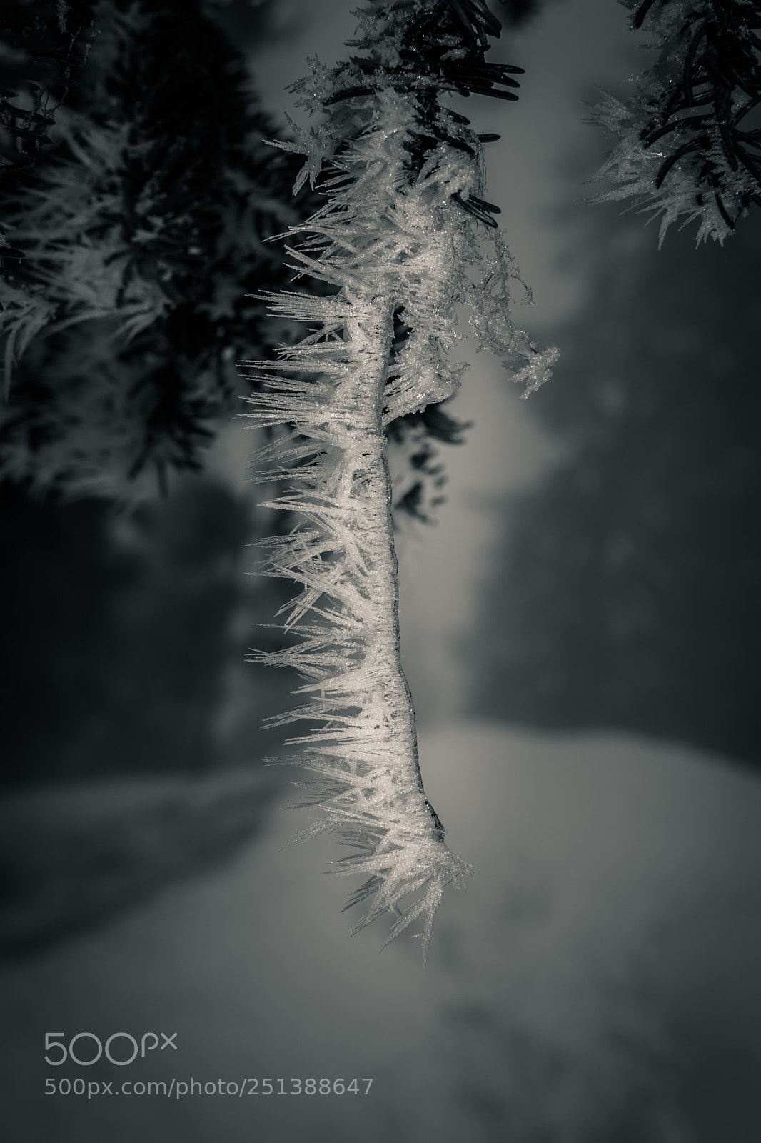 Nikon D7200 sample photo. Frozen photography