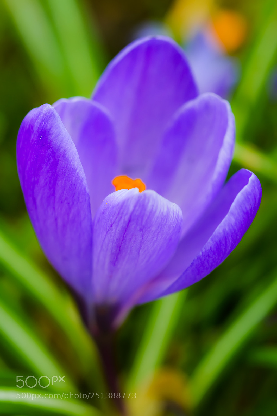 Nikon D3200 sample photo. Green and purple photography