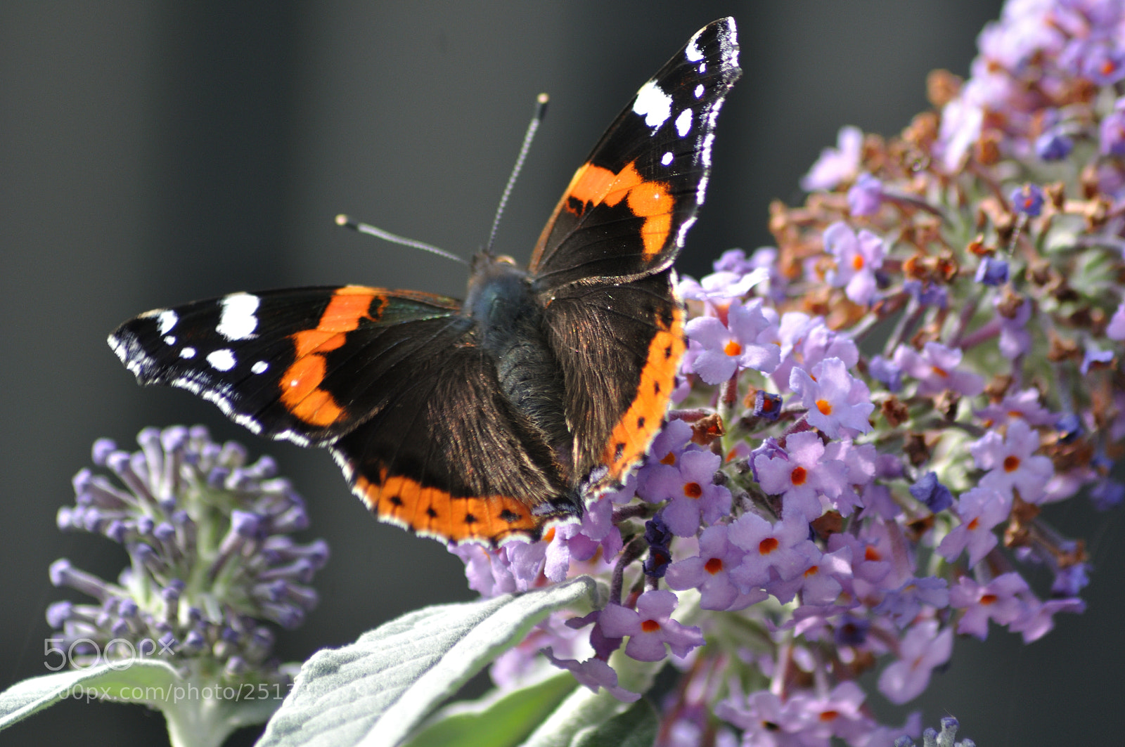 Nikon D5000 sample photo. Enjoying the sun photography