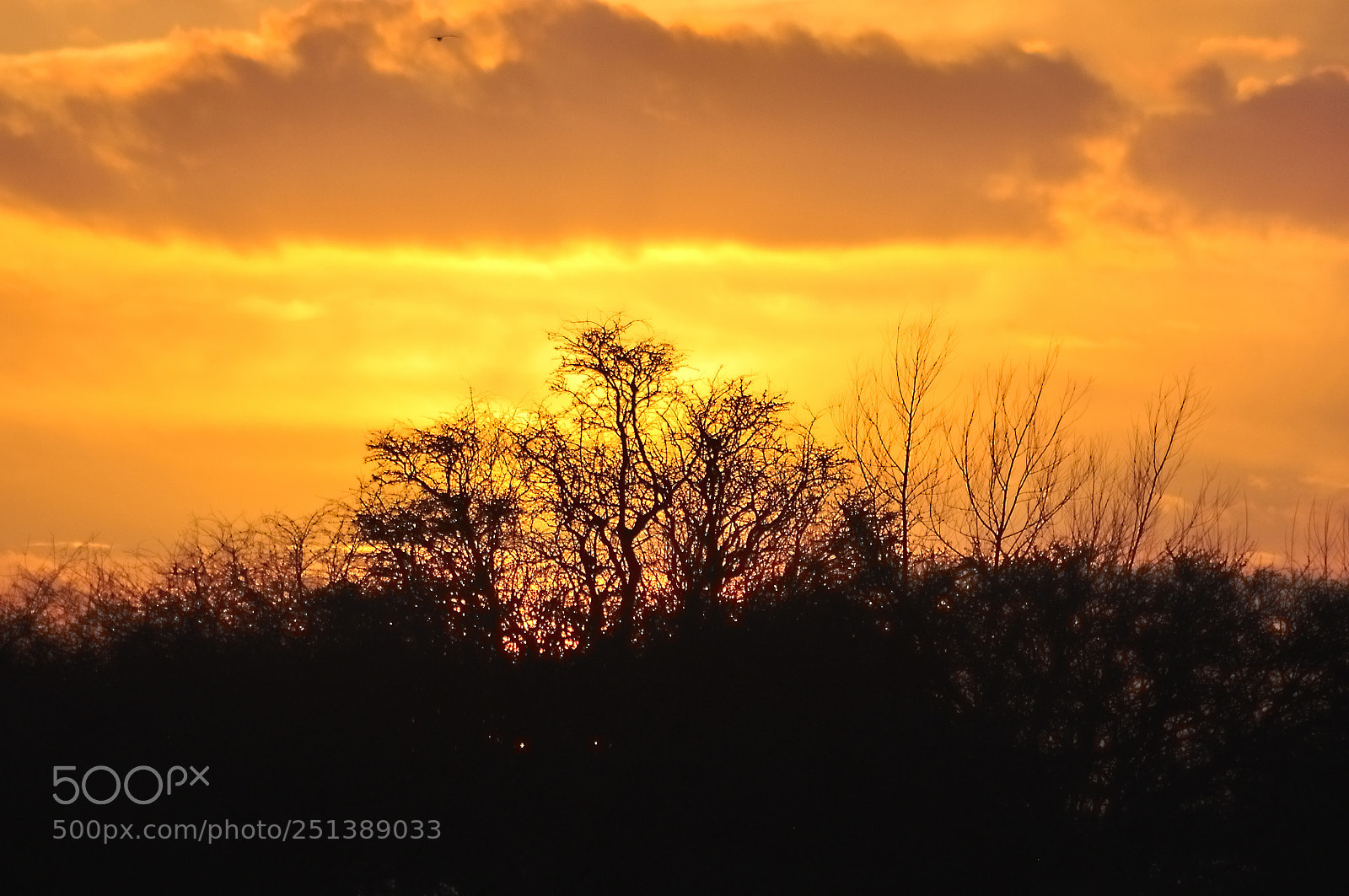 Nikon D5000 sample photo. Yellow sunset photography