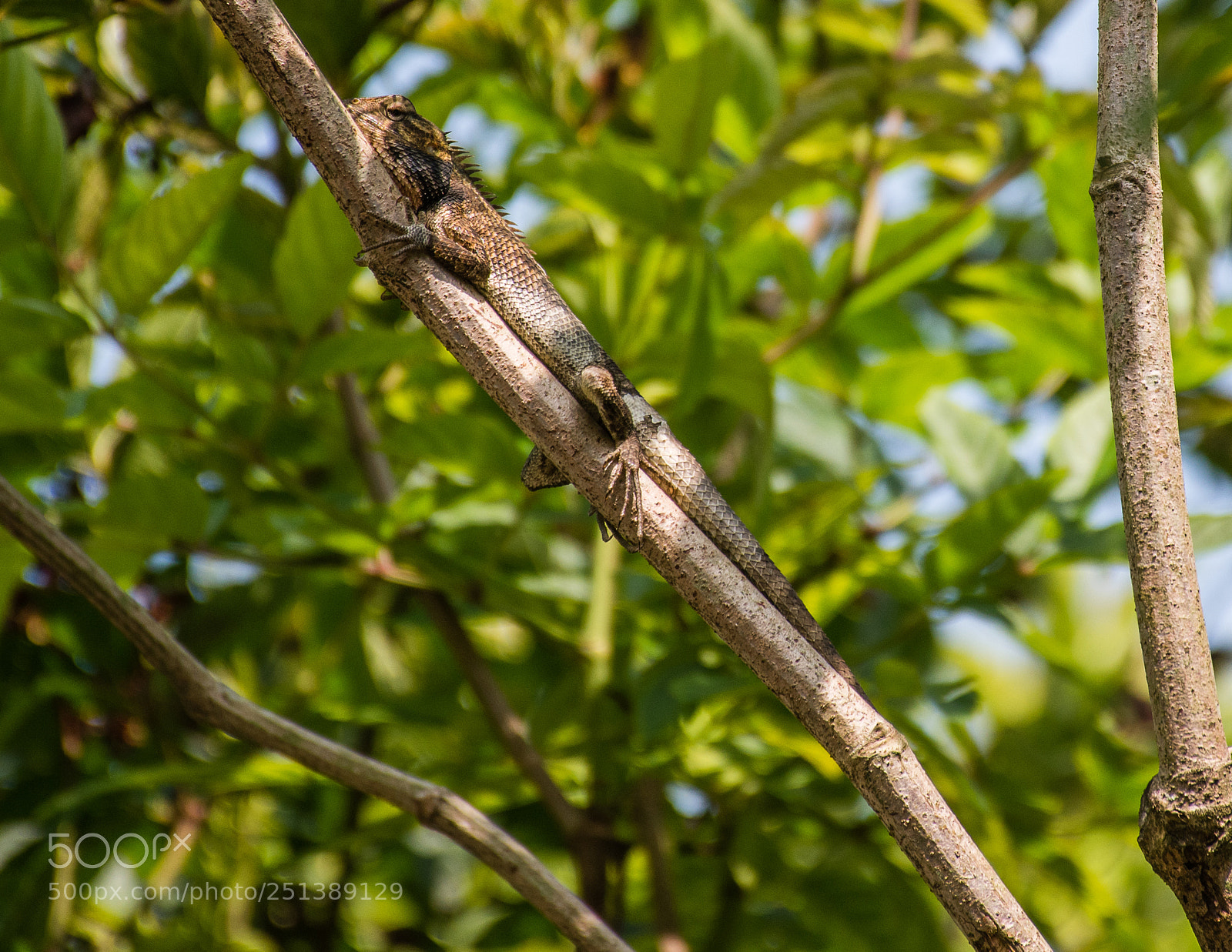 Nikon D5500 sample photo. Camouflage of a changeable photography