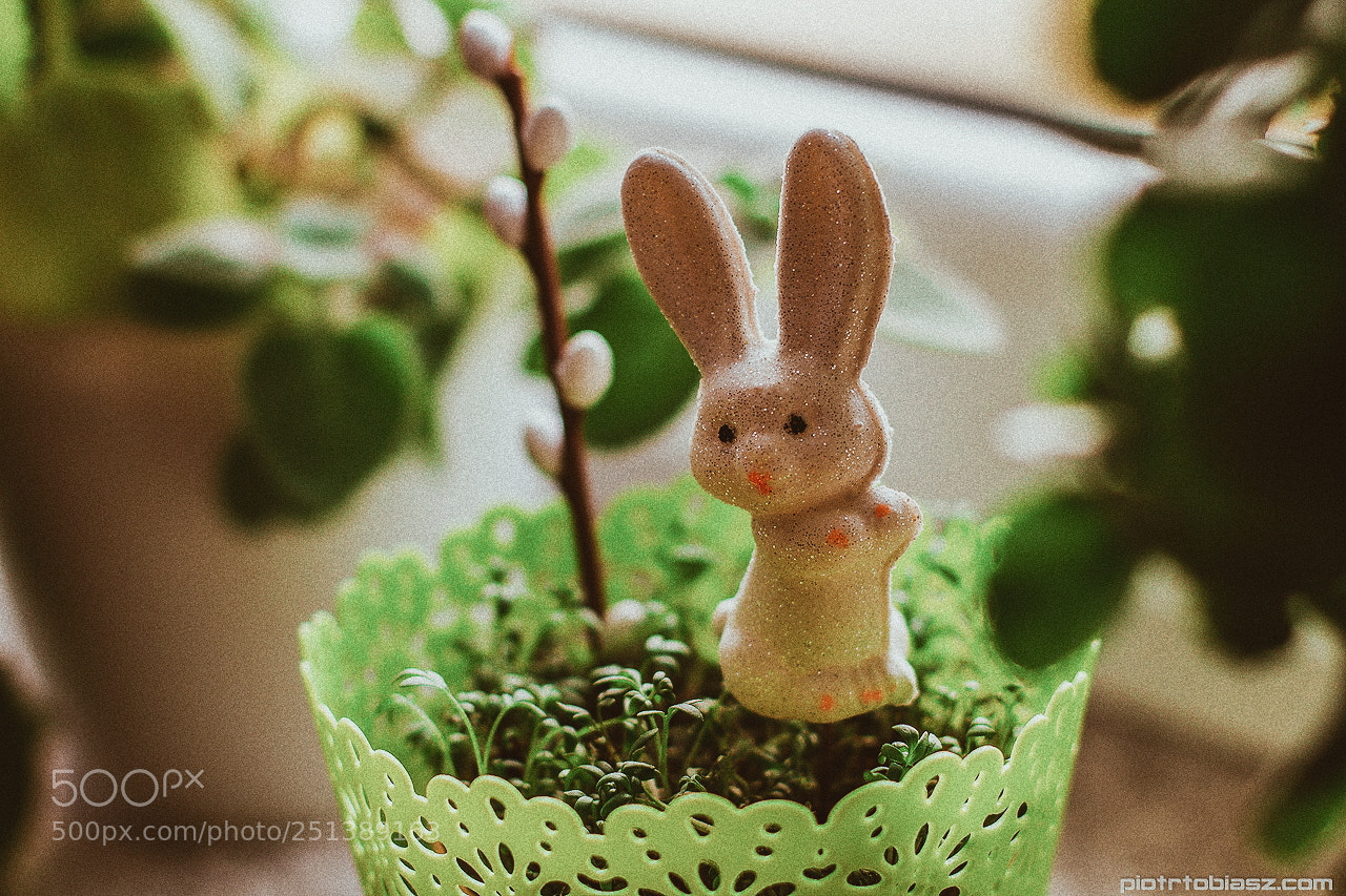 Canon EOS 7D sample photo. Easter bunny. photography