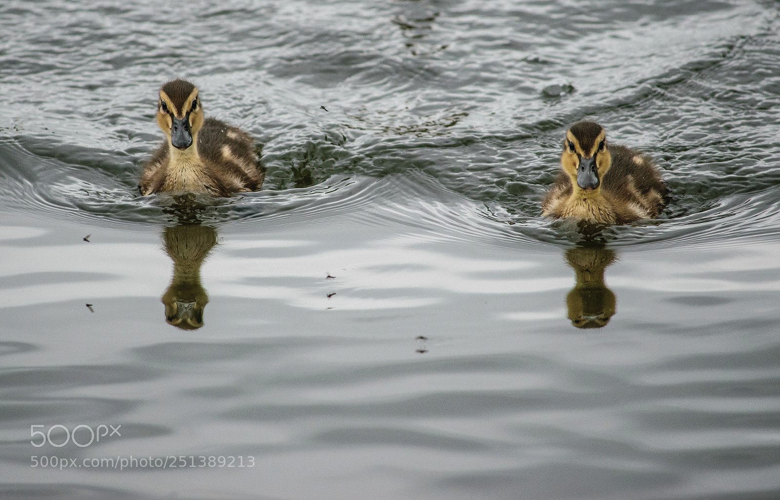 Nikon D5300 sample photo. Ducking hell photography