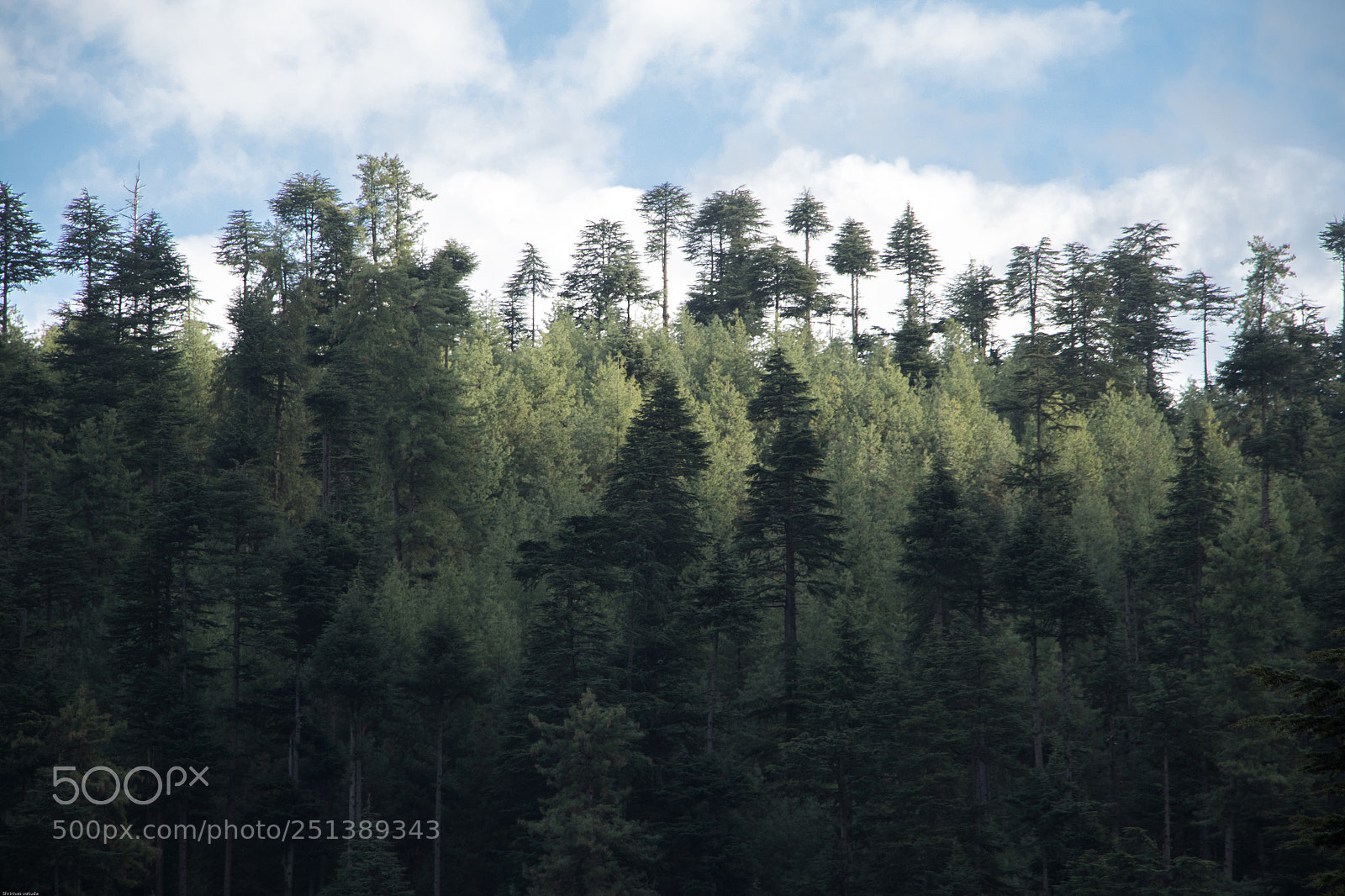 Canon EOS 7D Mark II sample photo. The shades of tree photography
