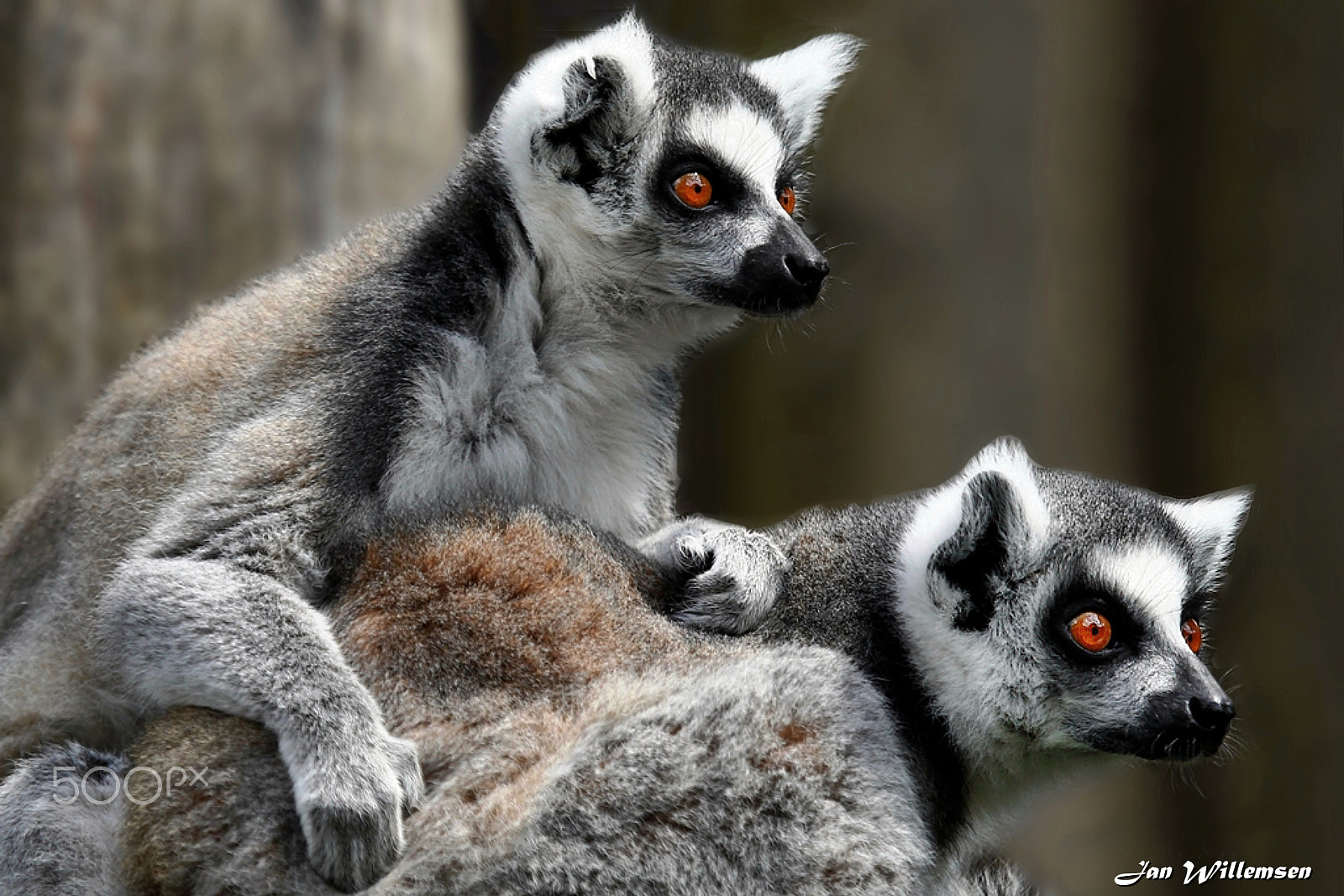 Canon EF 100-400mm F4.5-5.6L IS USM sample photo. Ring-tailed lemur photography