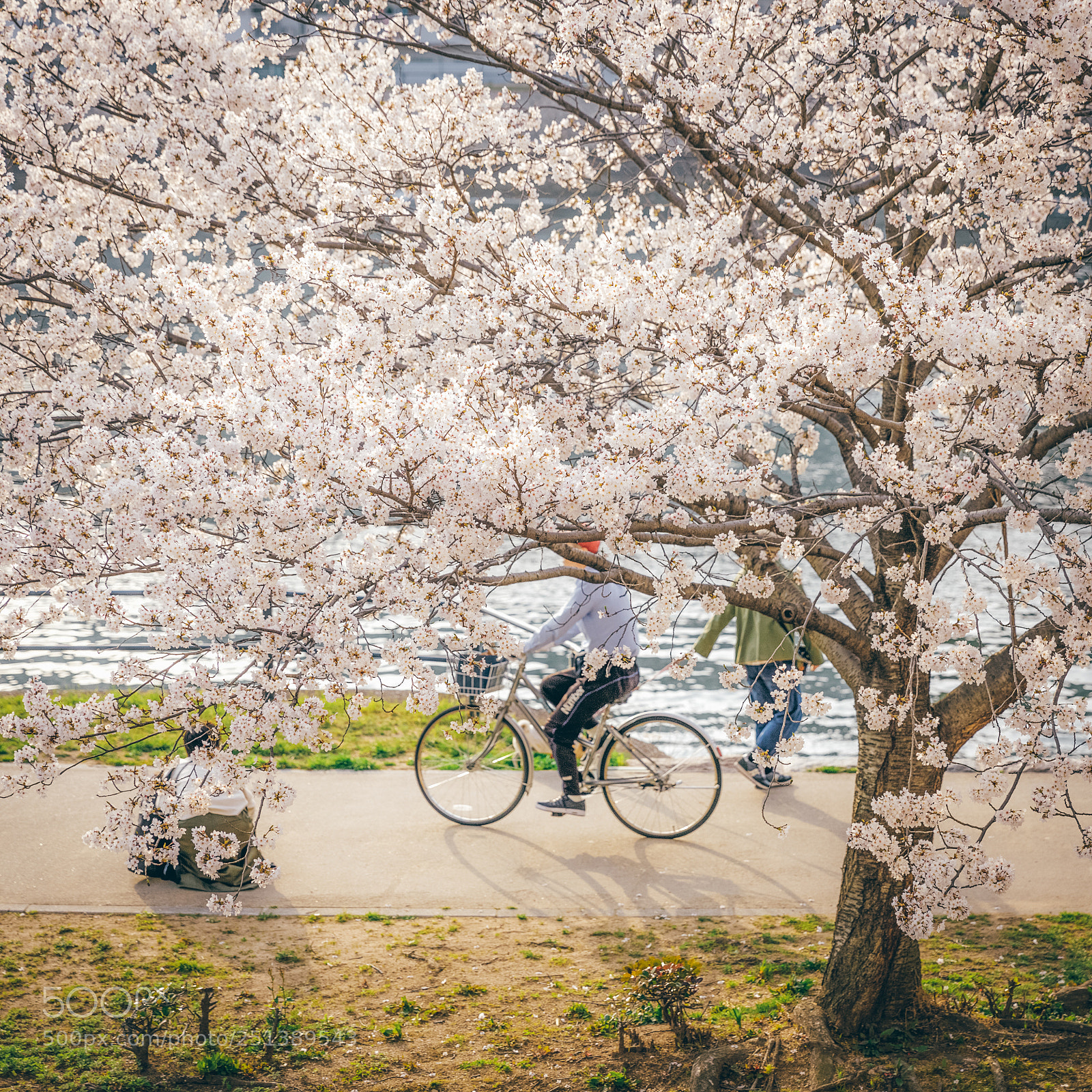 Canon EOS 5D Mark IV sample photo. Sakura photography