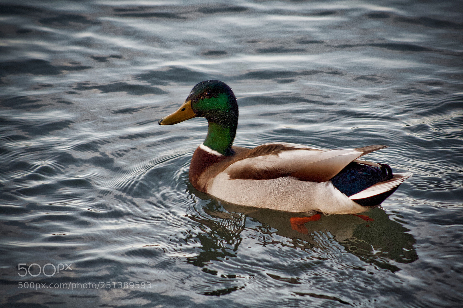 Canon EOS 350D (EOS Digital Rebel XT / EOS Kiss Digital N) sample photo. Oregon duck photography