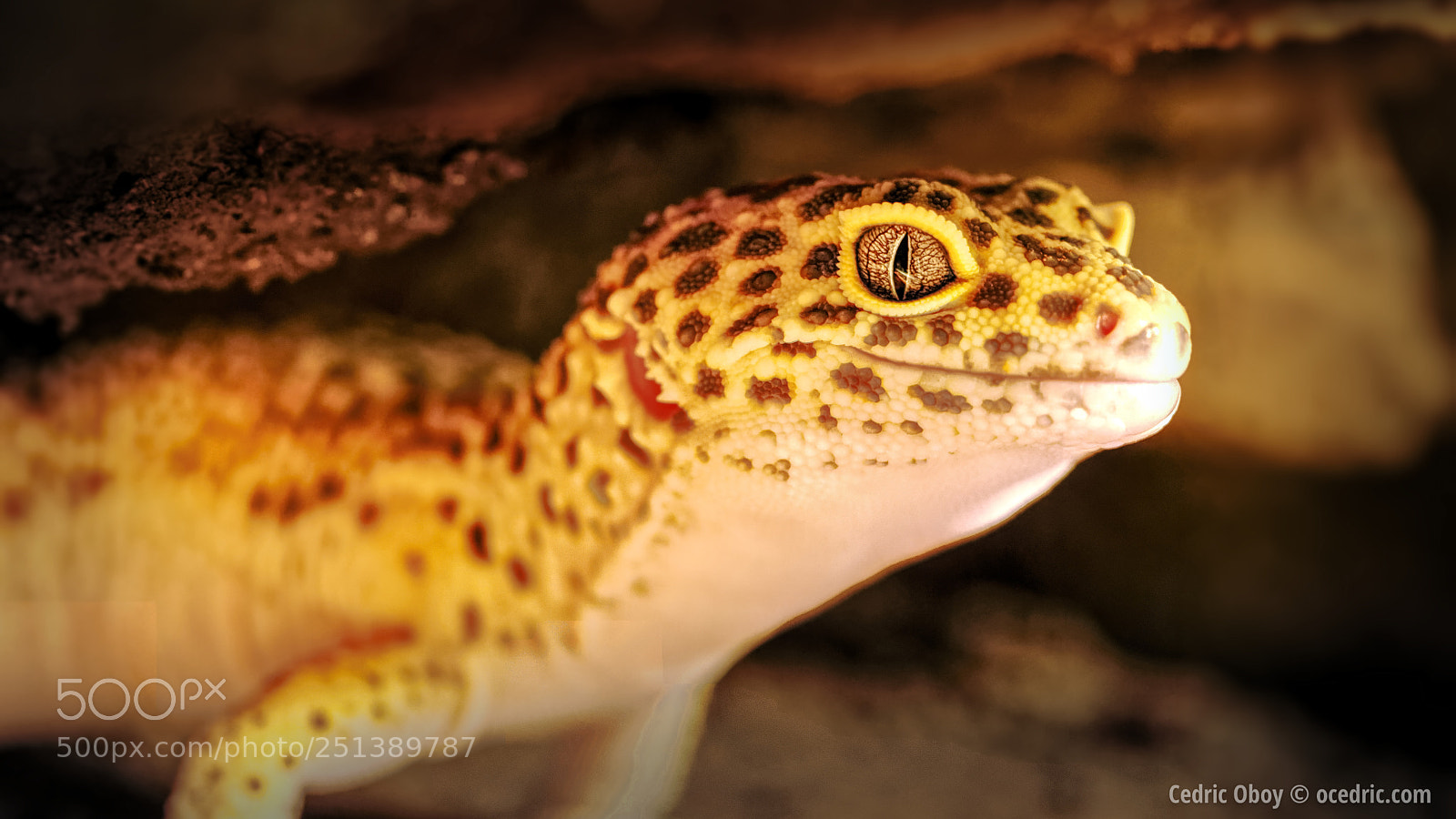 Canon EOS 6D Mark II sample photo. Gecko leopard photography