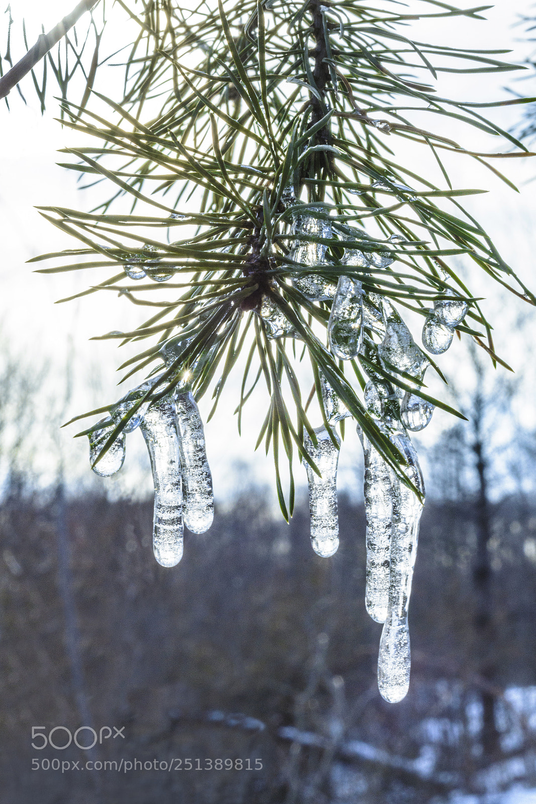 Nikon D7100 sample photo. Spring, icicles on pine photography