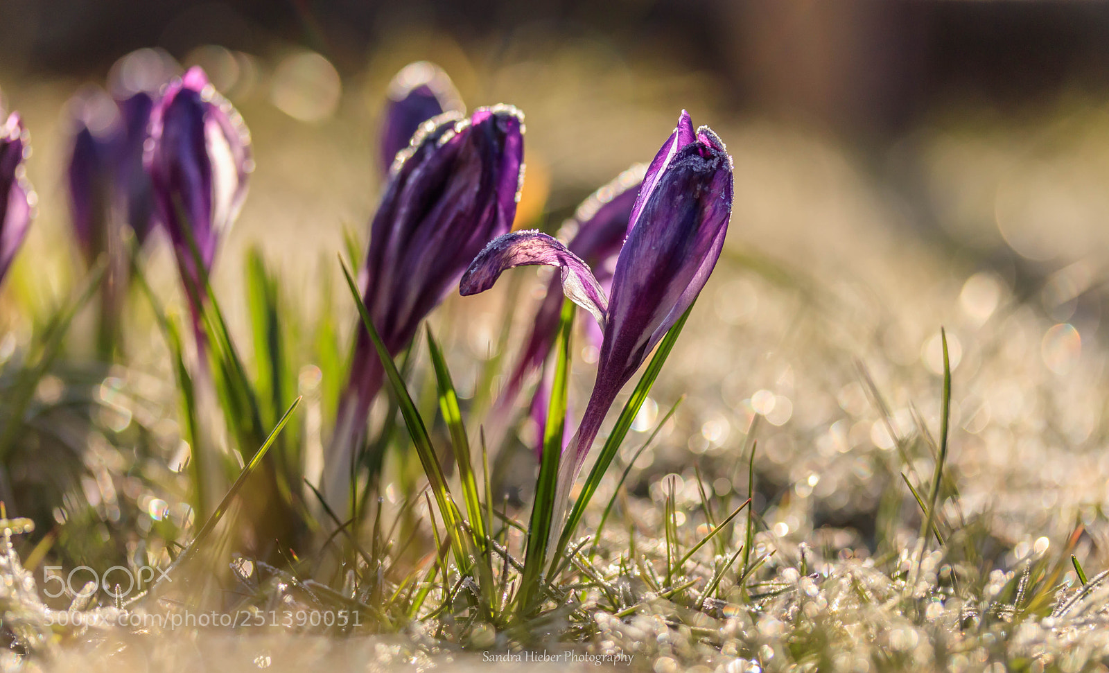 Canon EOS 80D sample photo. Purple photography
