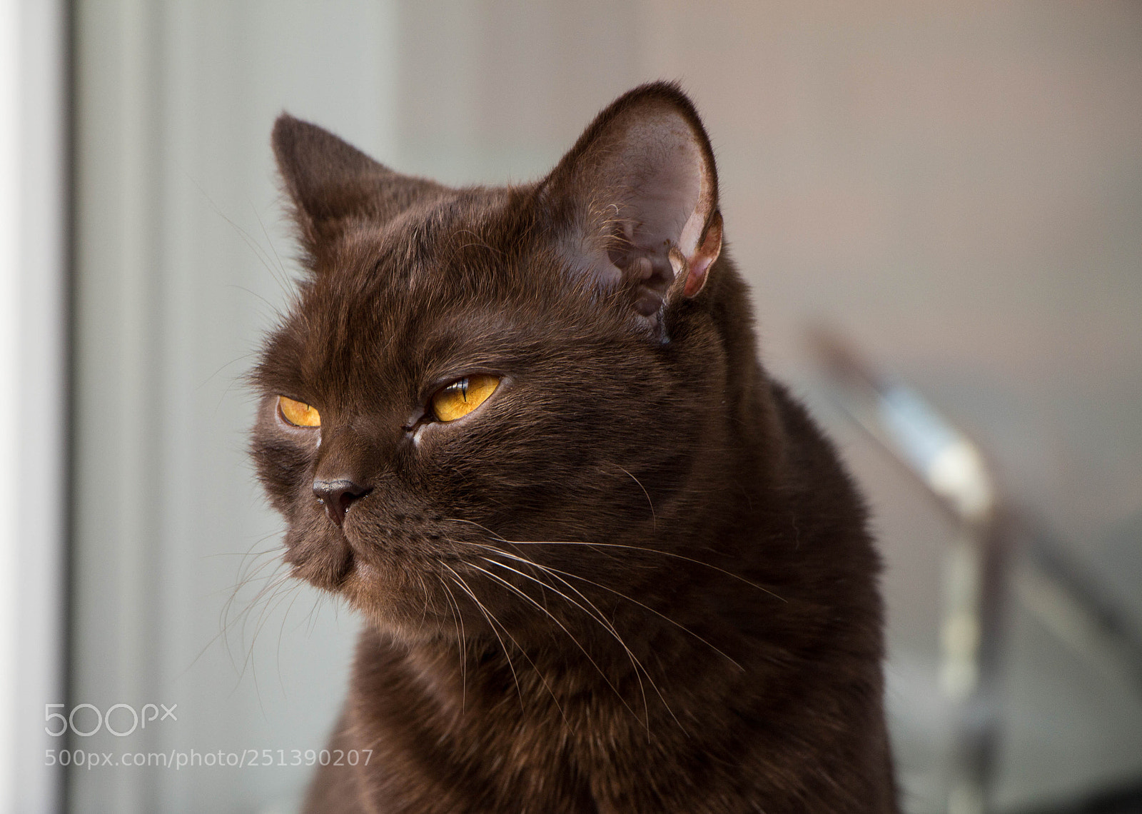 Canon EOS 700D (EOS Rebel T5i / EOS Kiss X7i) sample photo. Img photography