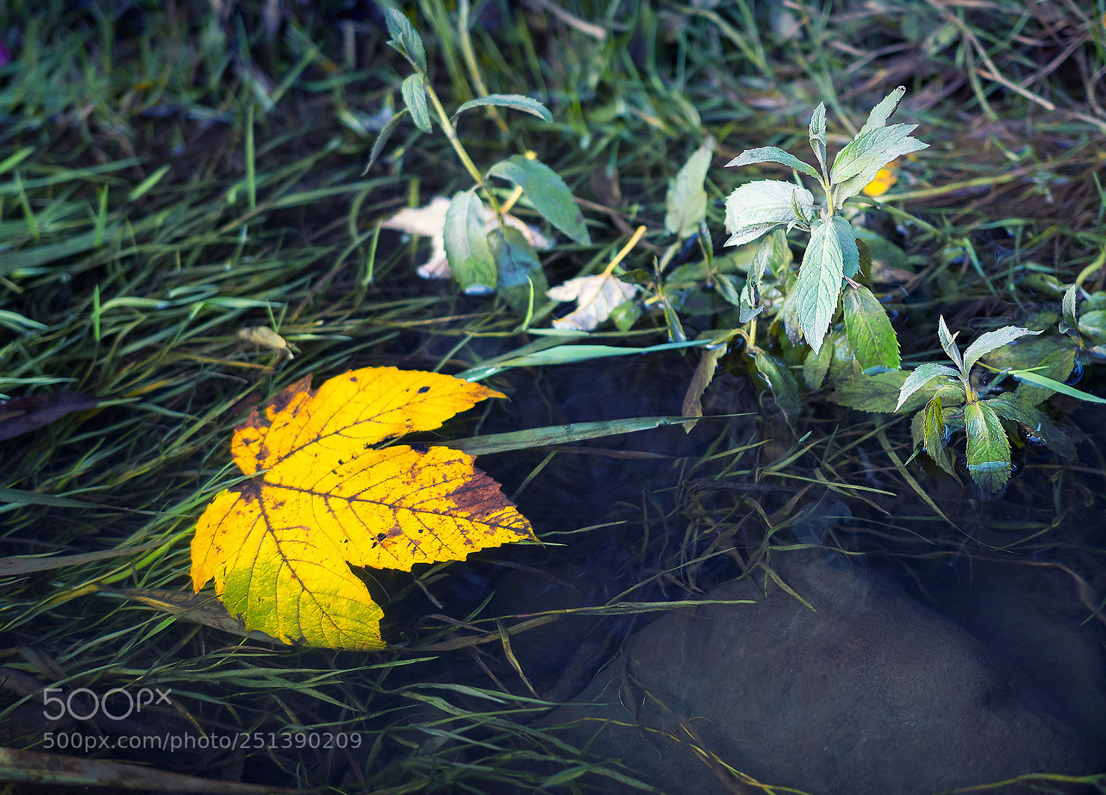 Canon EOS 80D sample photo. A leaf photography
