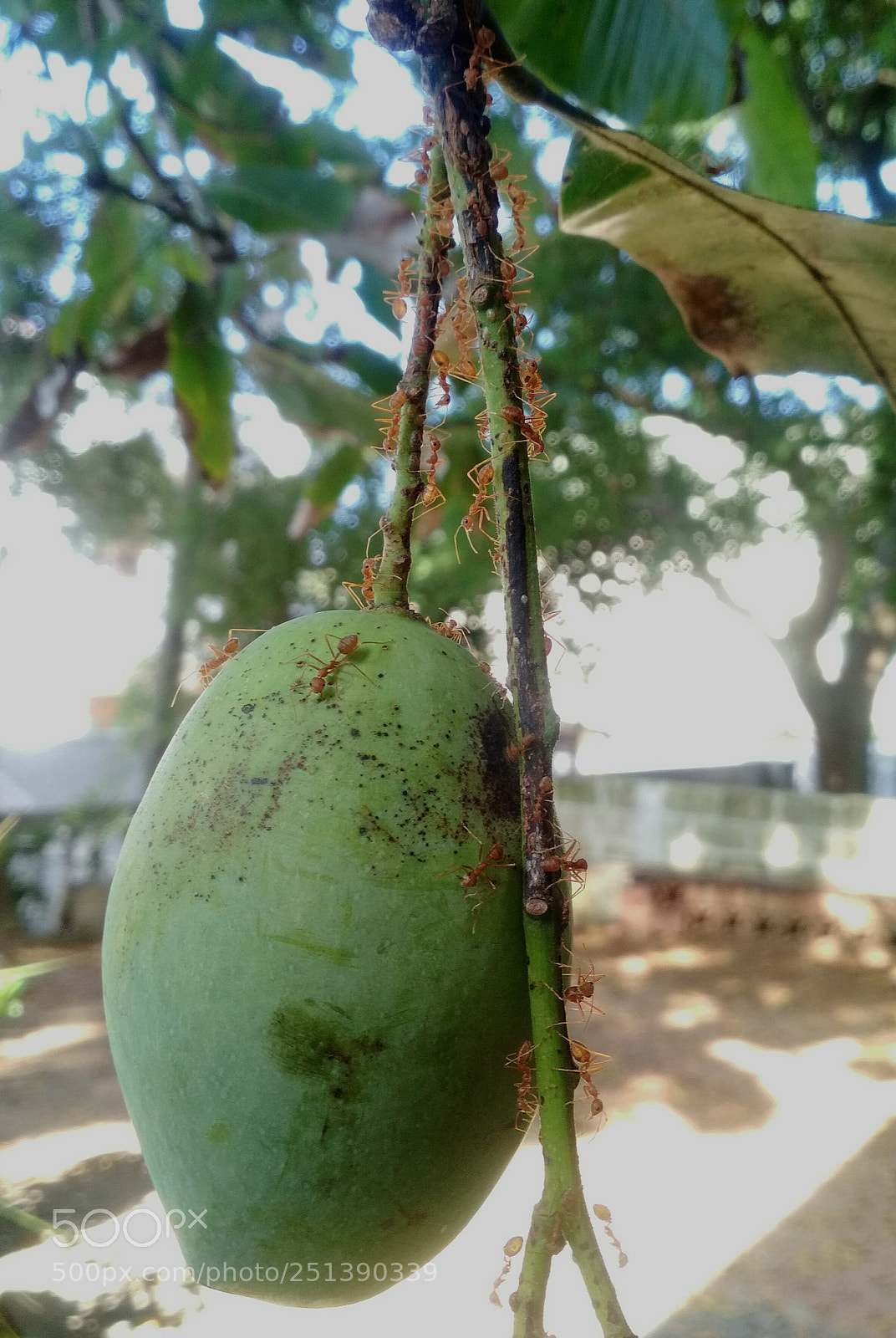 Xiaomi Redmi 4X sample photo. Mango ants photography