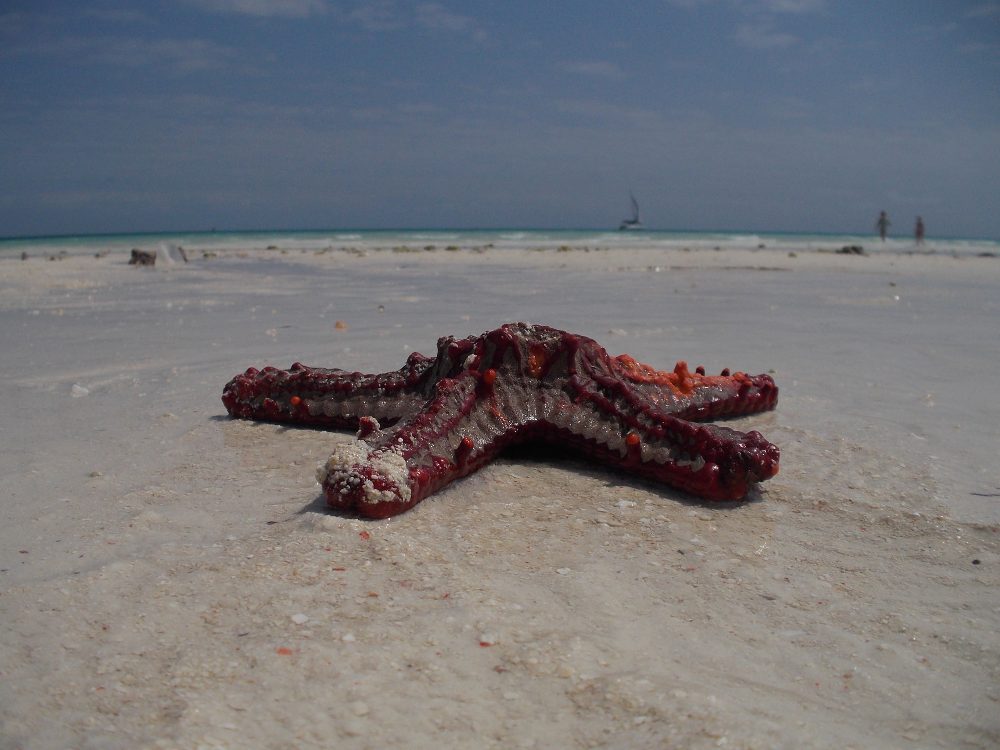 Nikon Coolpix S31 sample photo. Starfish on the beach photography