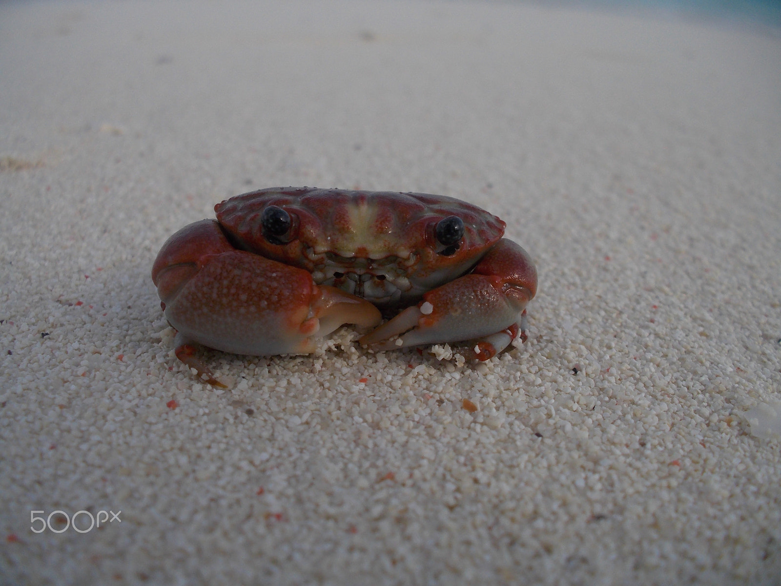 Nikon Coolpix S31 sample photo. Shy crab photography