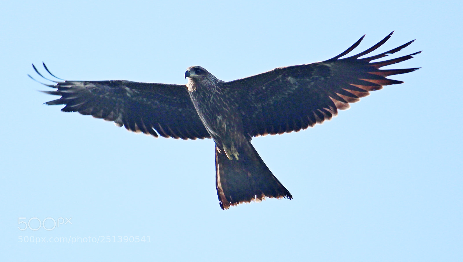 Canon EF-S 55-250mm F4-5.6 IS II sample photo. Img photography