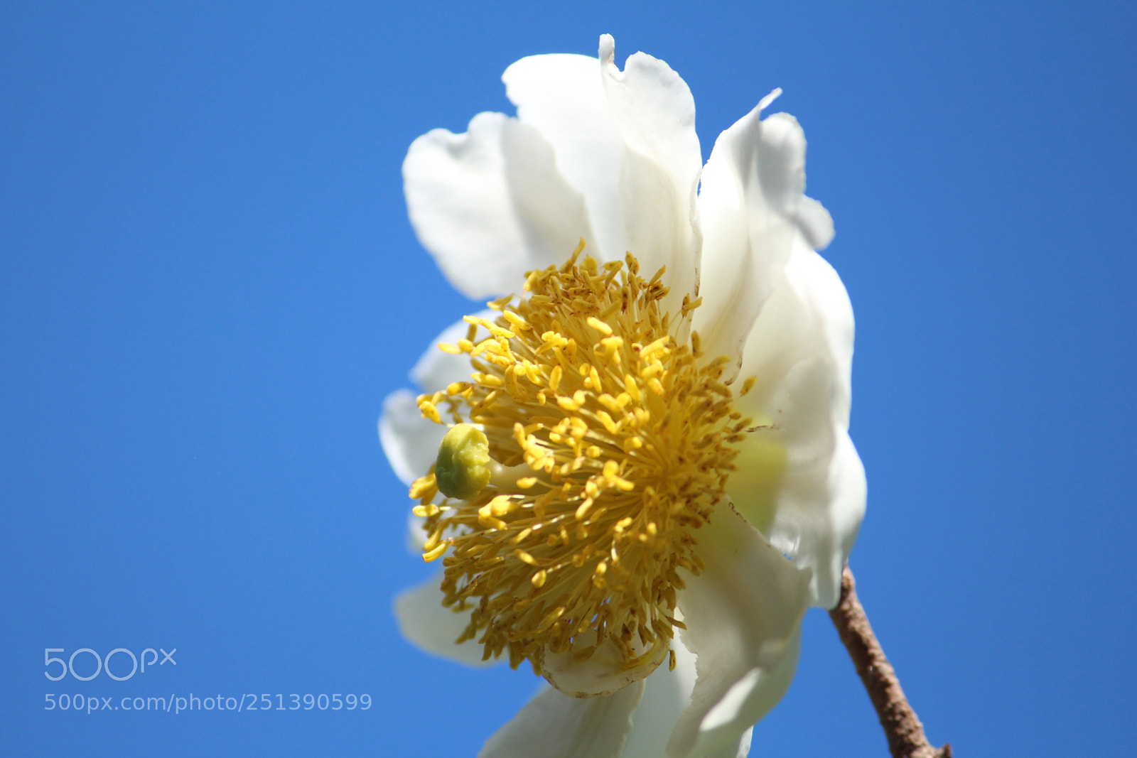 Canon EF-S 55-250mm F4-5.6 IS II sample photo. Img photography