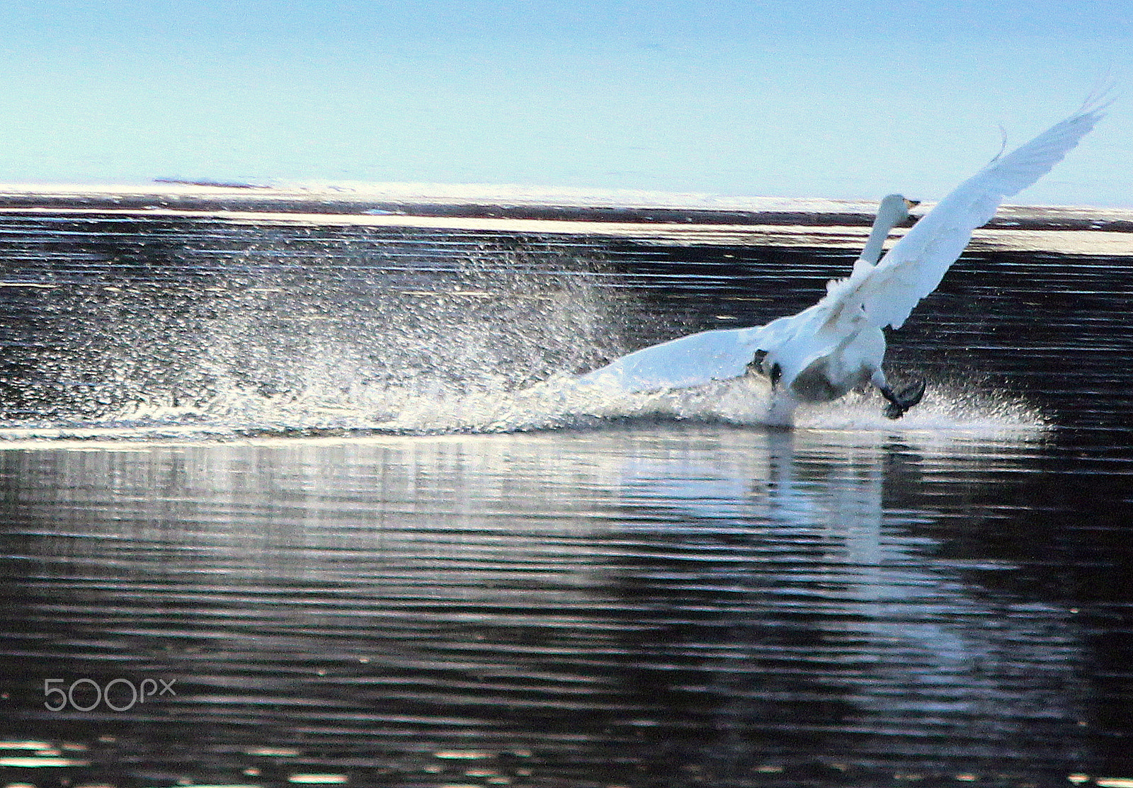 Canon EOS 700D (EOS Rebel T5i / EOS Kiss X7i) sample photo. The swan is landing... photography