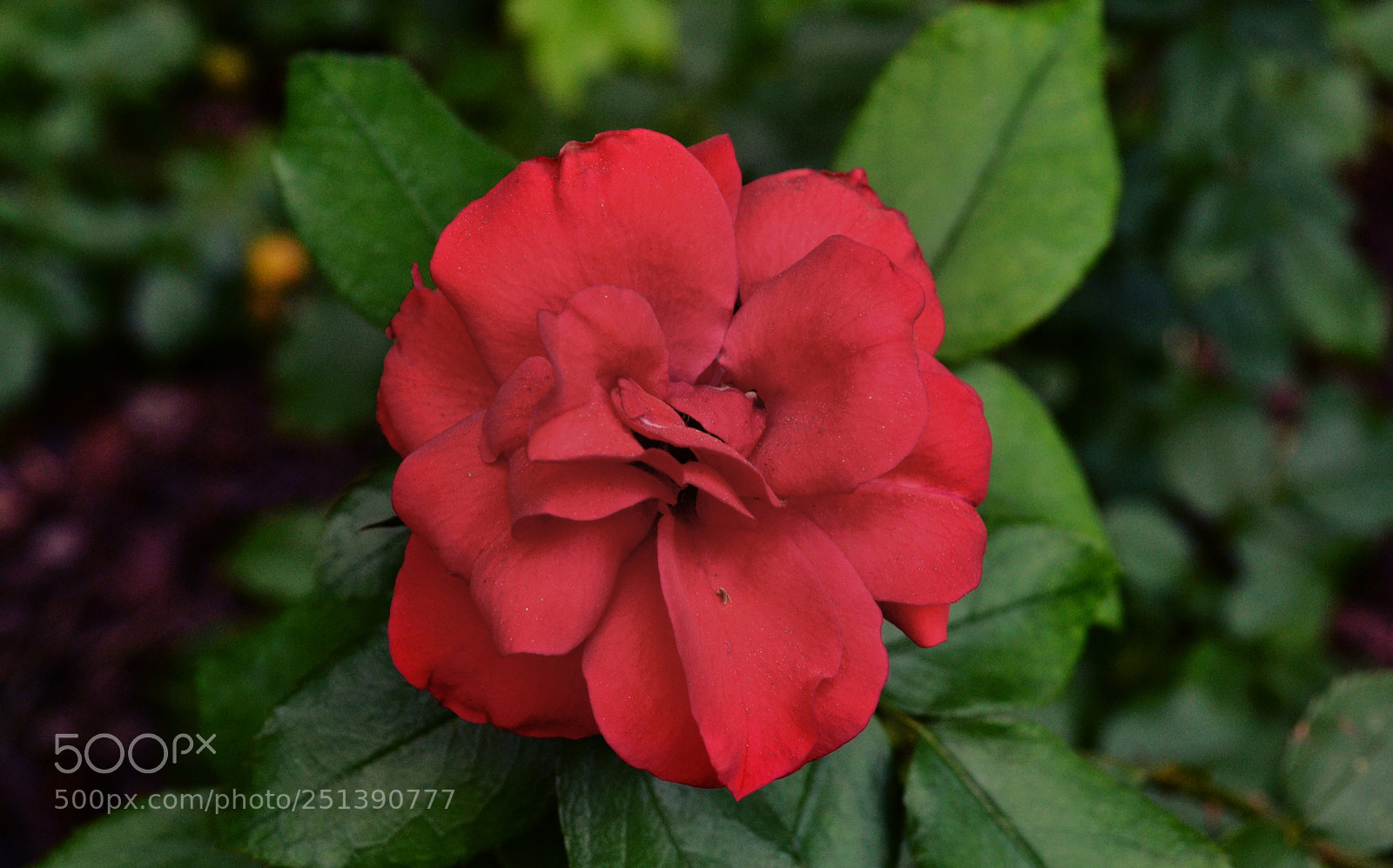 Nikon D3100 sample photo. Dfea o photography